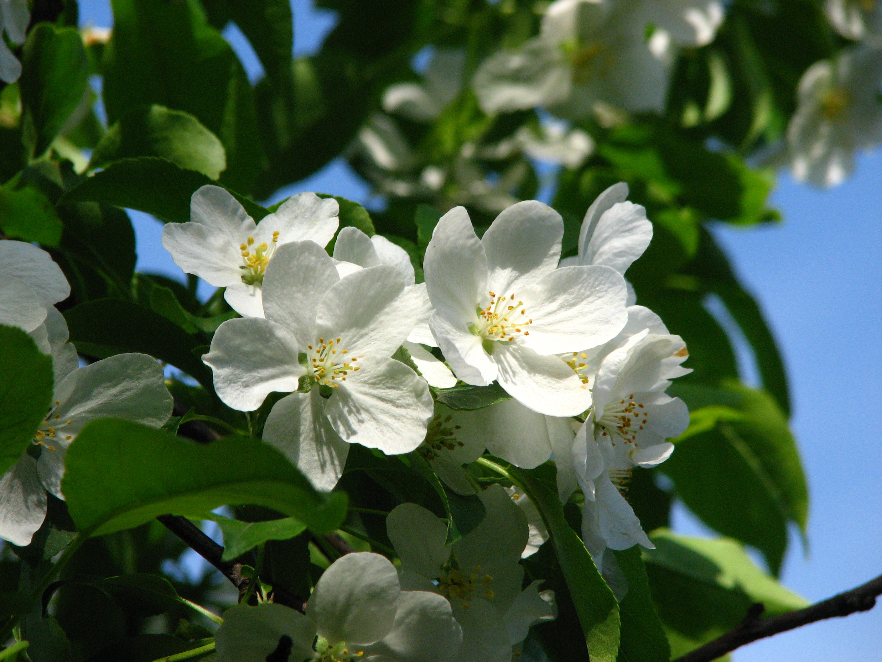 Malus kaido blossom 04