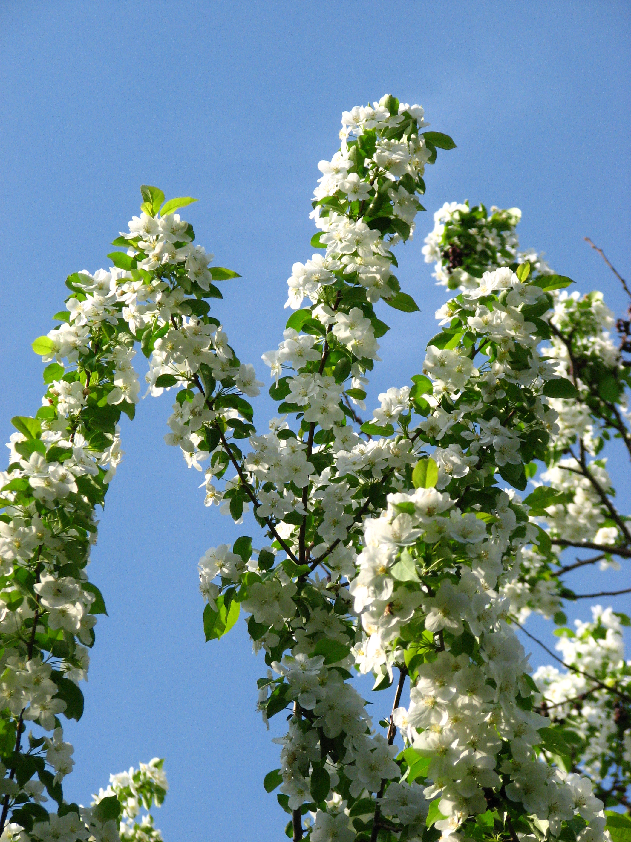 Malus sieboldii blossom 03