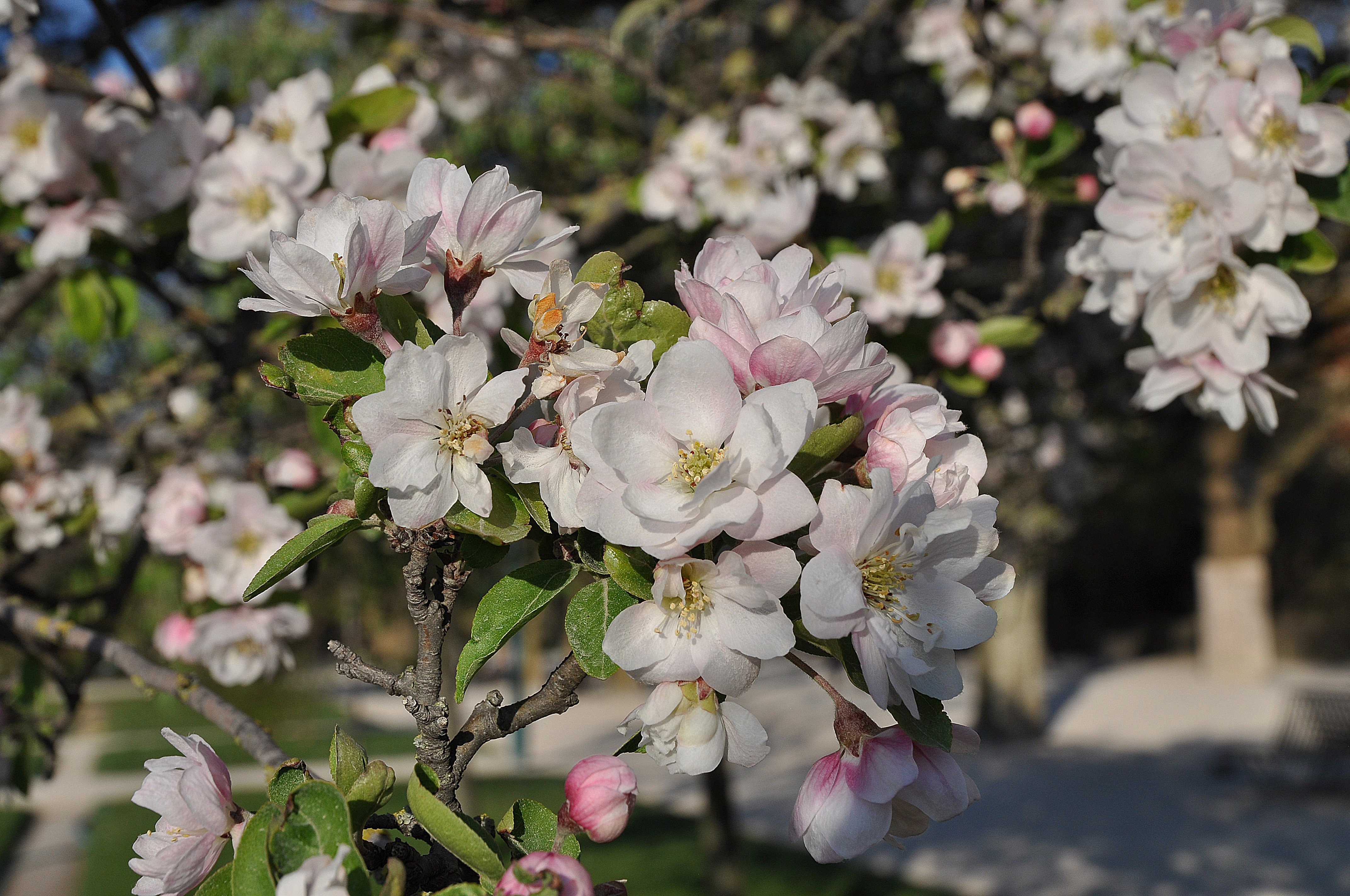 Malus spectabilis in the Jardin des Plantes, Paris 002