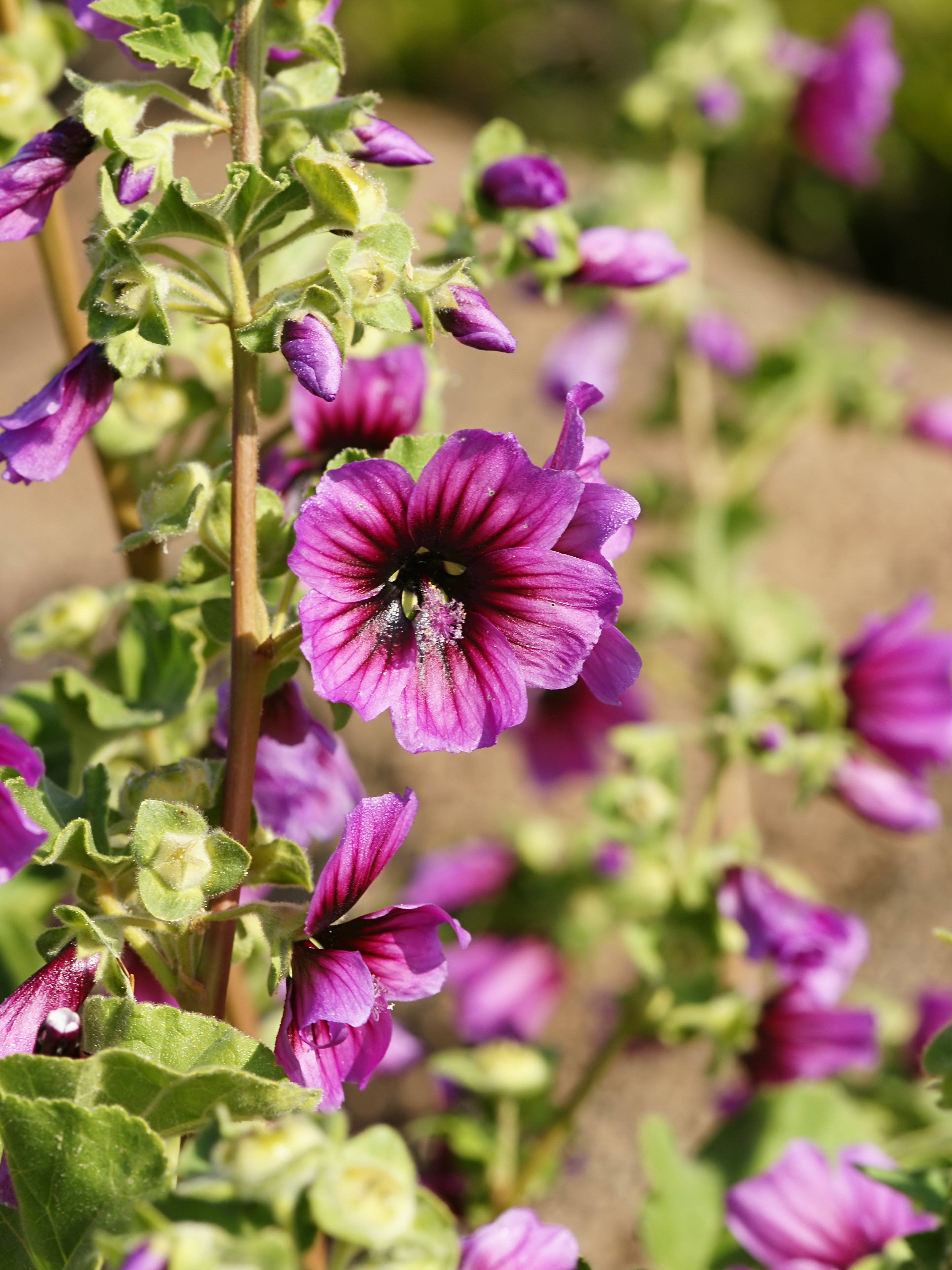 Malva dendromorpha (flowers)