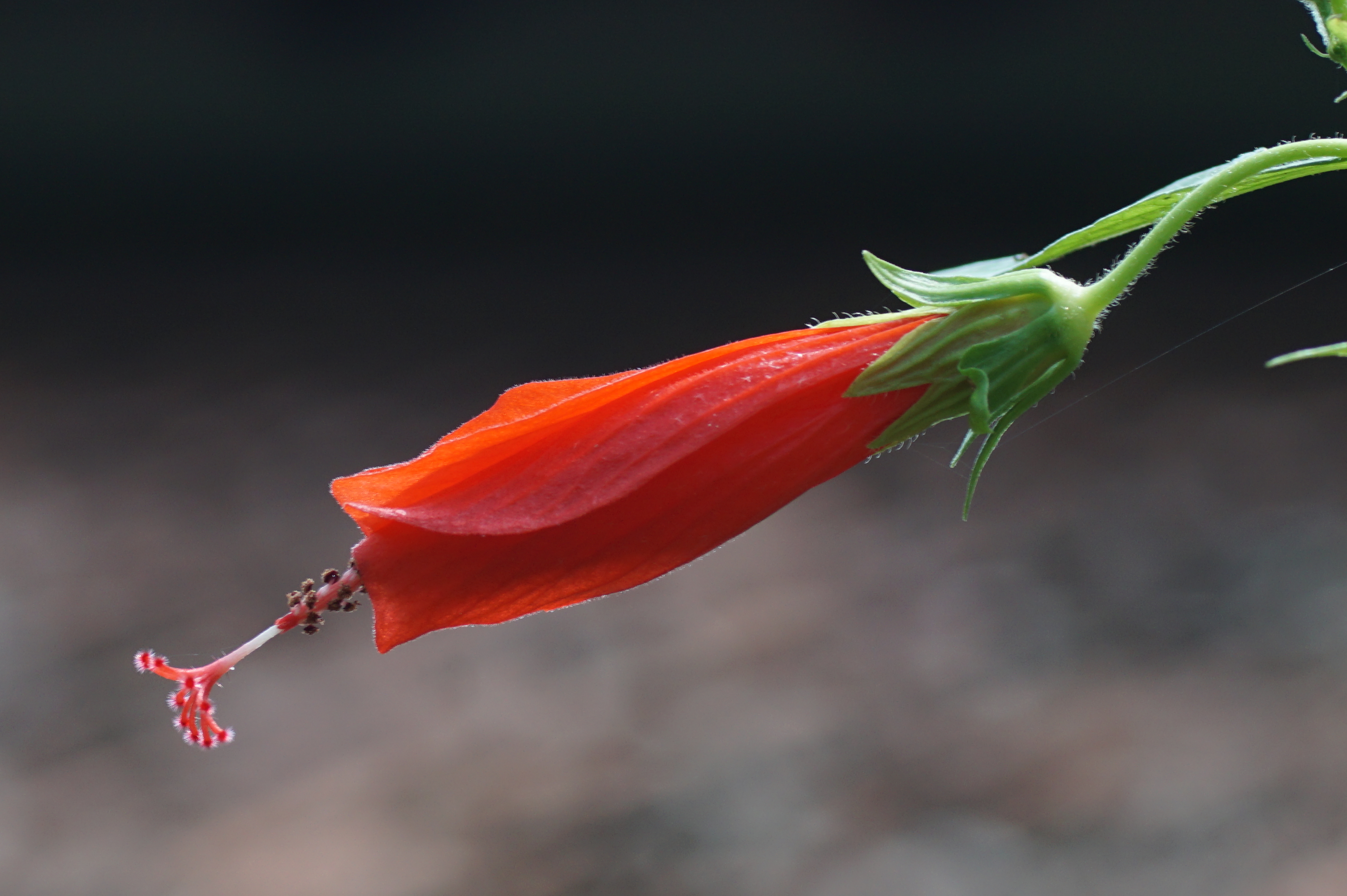 Malvaviscus aboreus 00232
