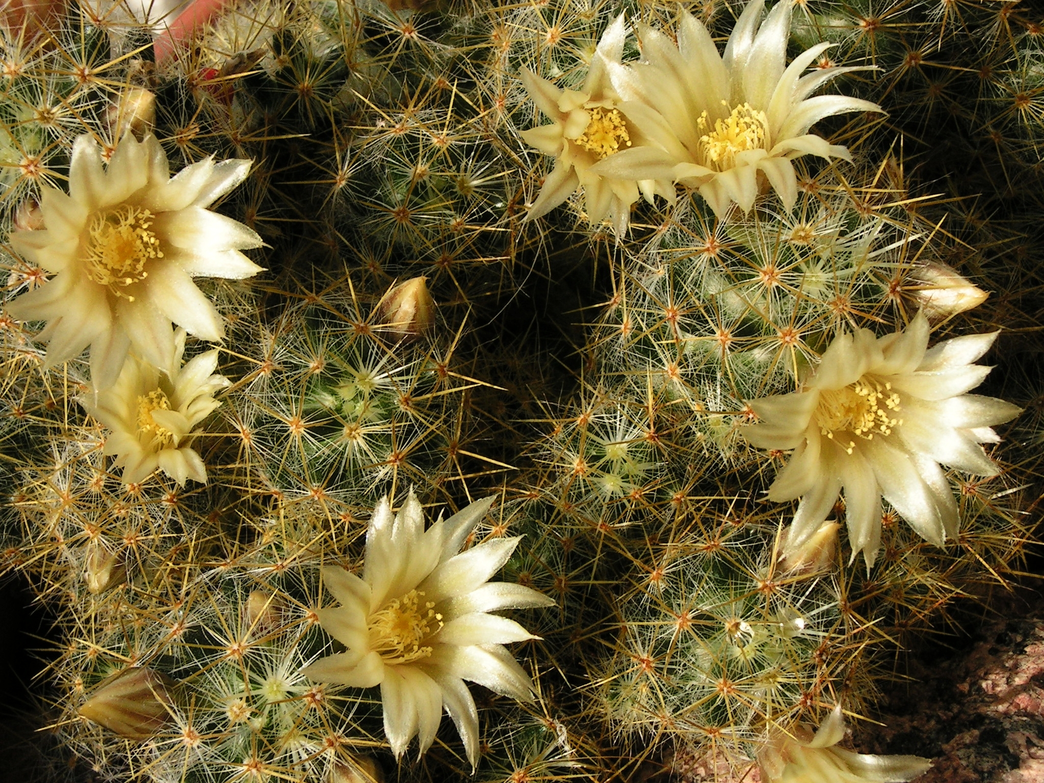 Mammillaria prolifera20100407 076