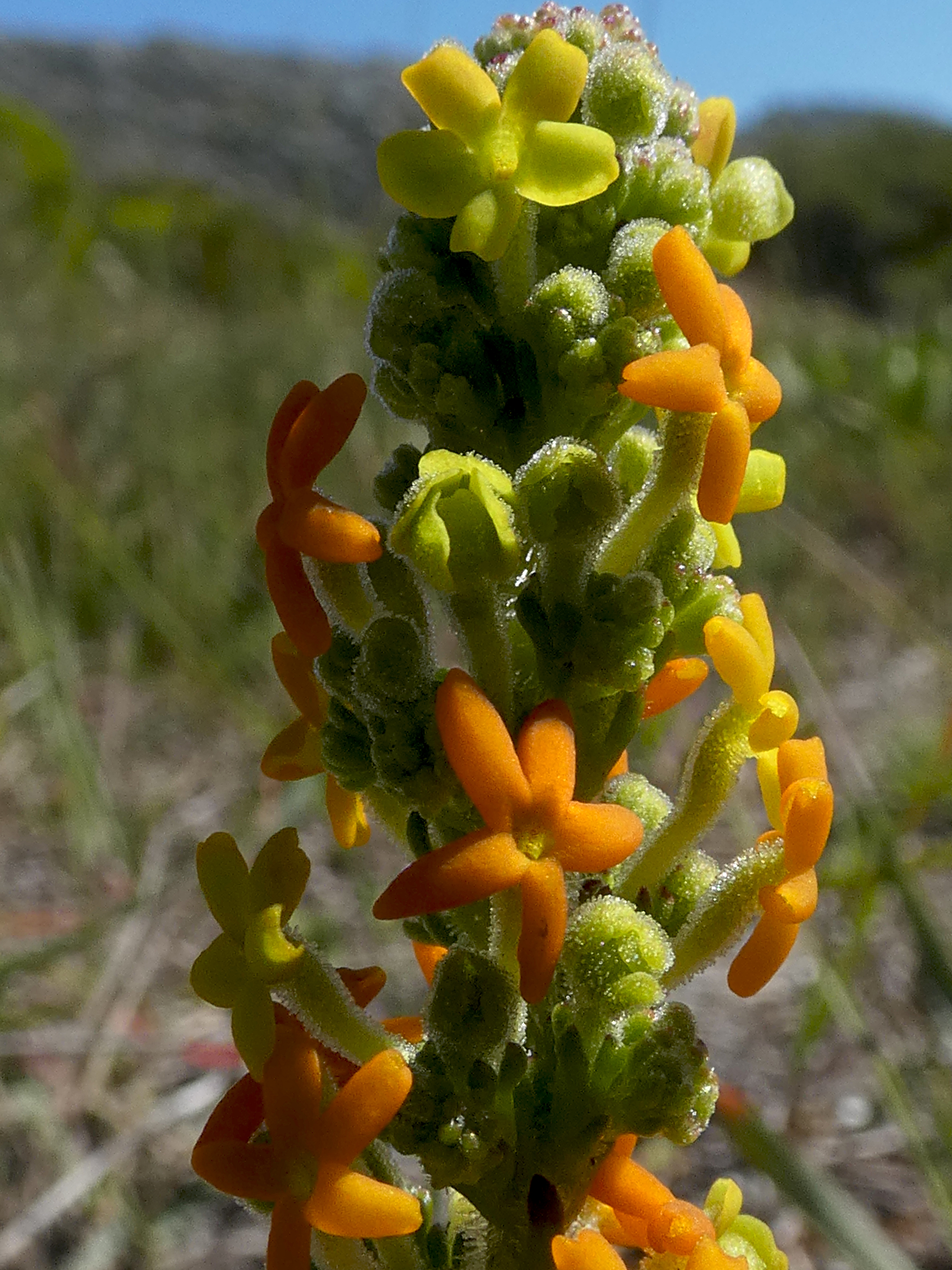 Manulea tomentosa Hangklip 02