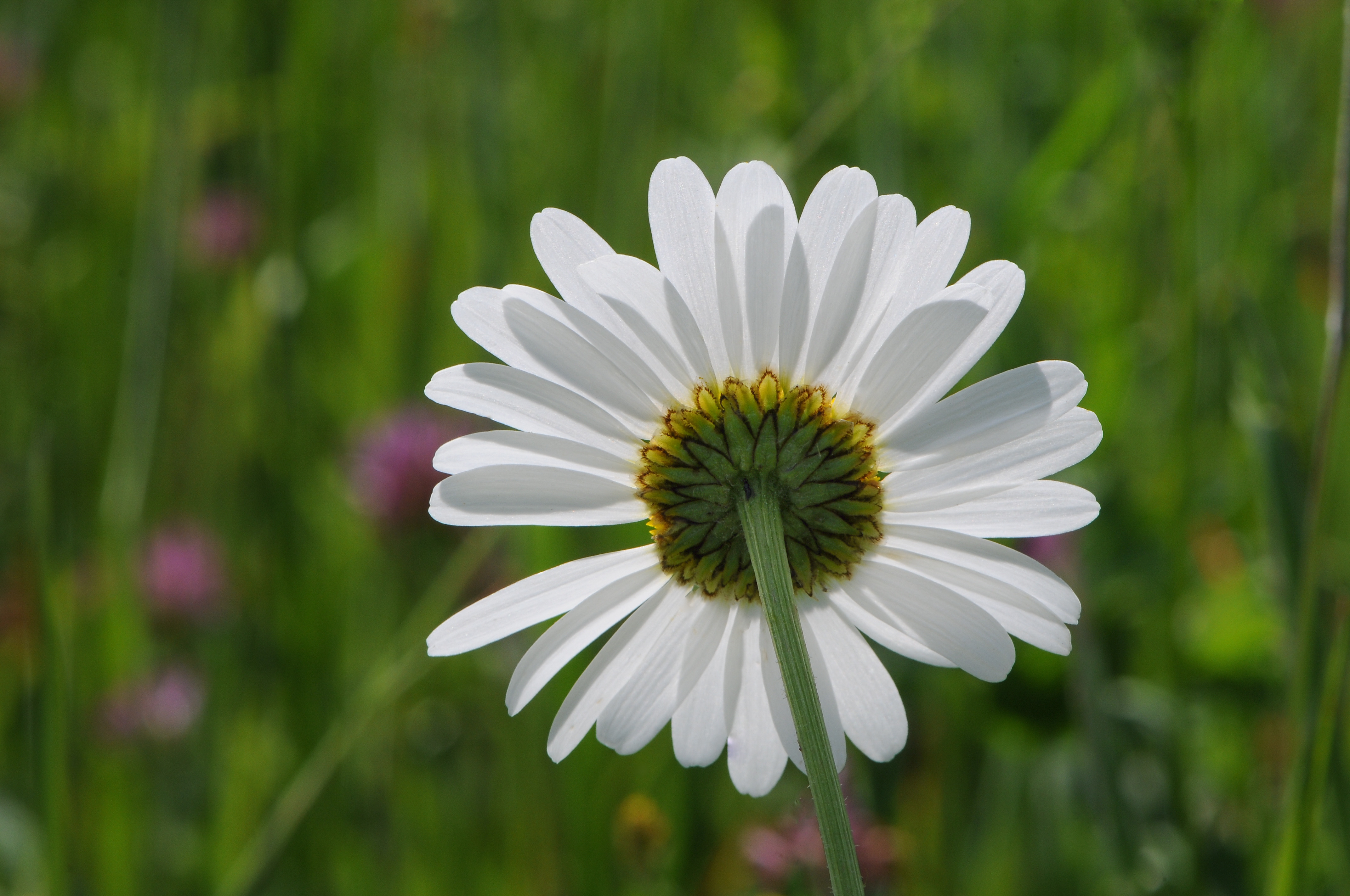 Margerite, Leucanthemum vulgare 06
