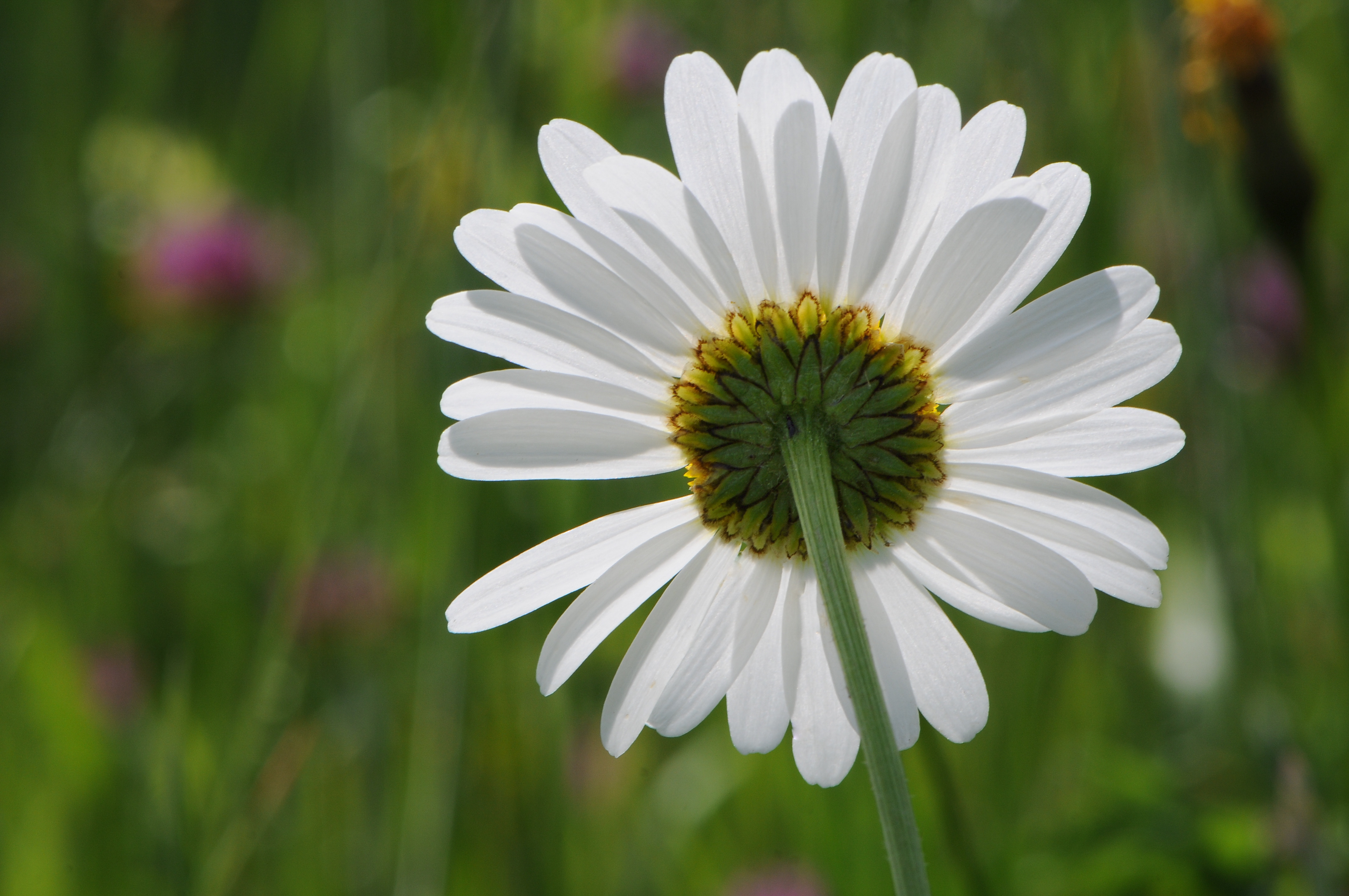 Margerite, Leucanthemum vulgare 08