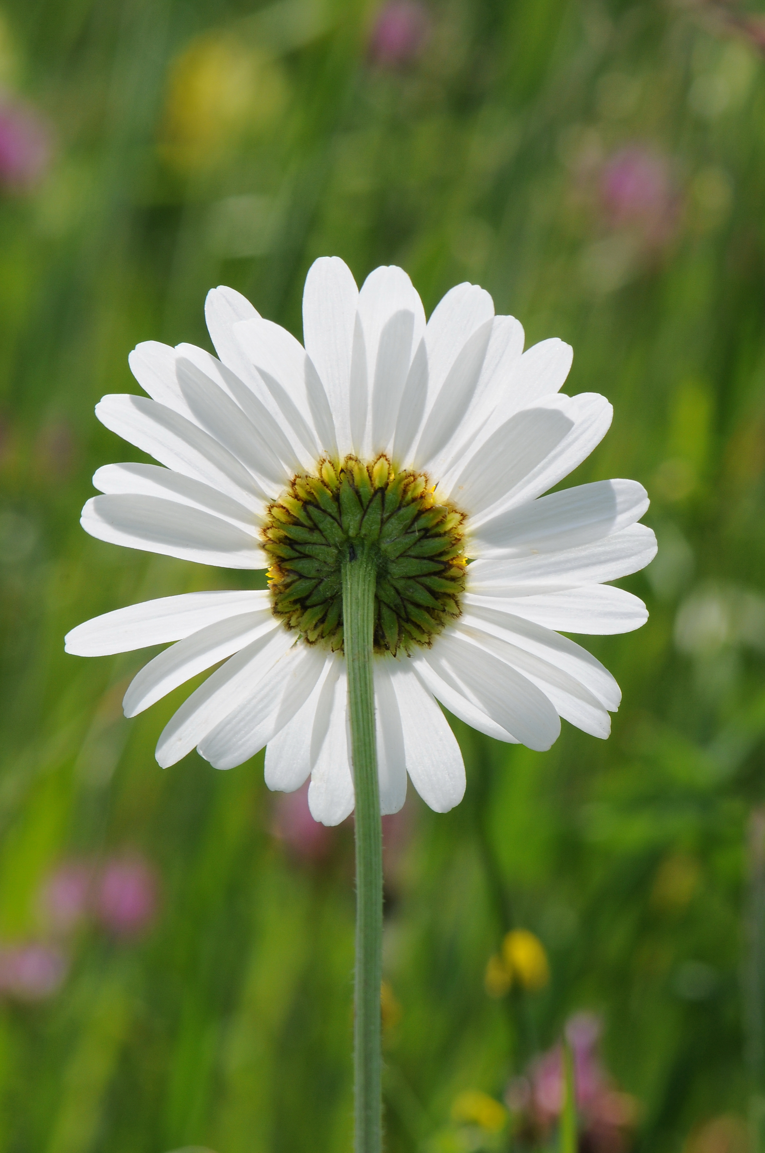 Margerite, Leucanthemum vulgare 10