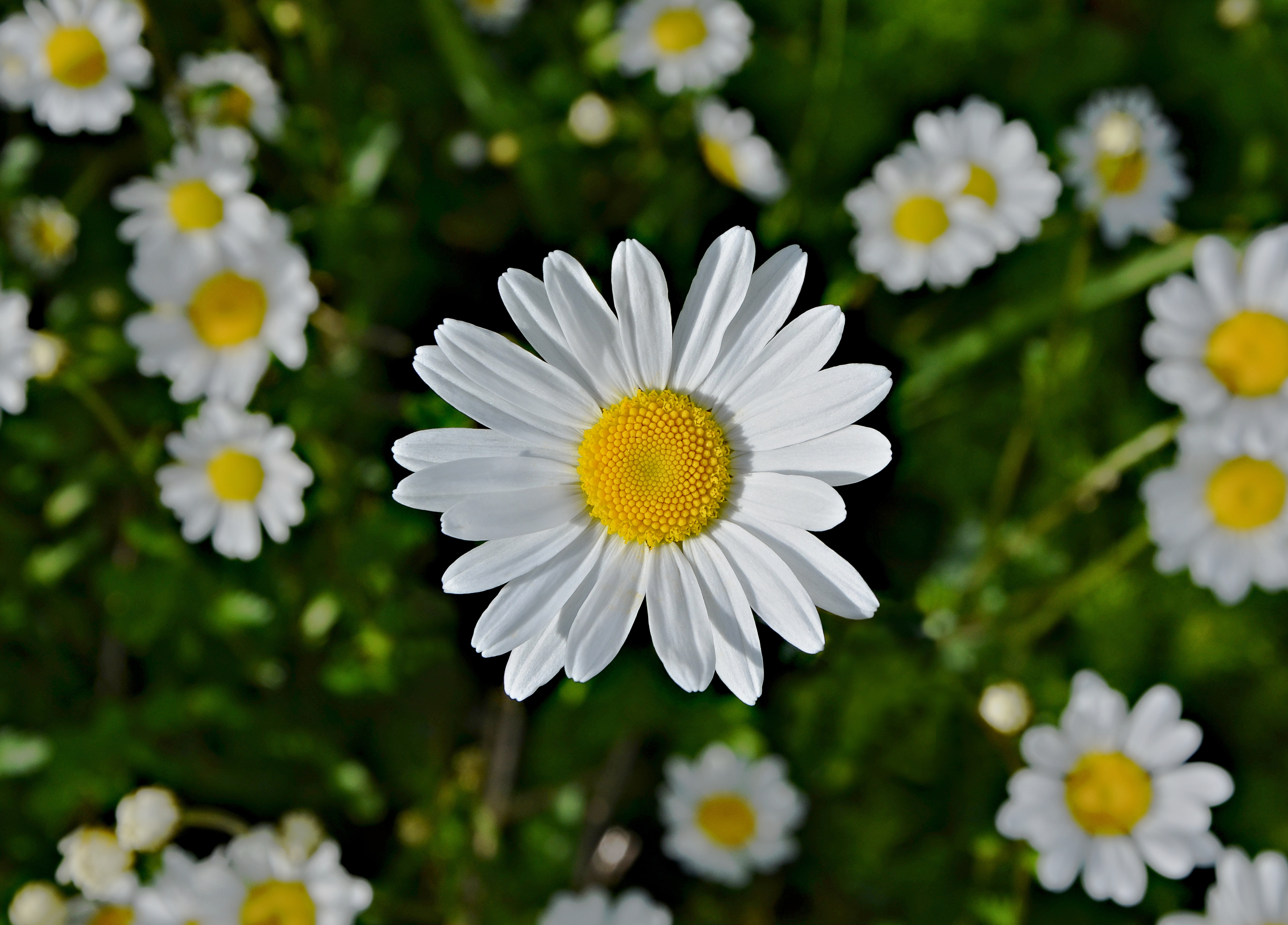 Marguerite FR 2013