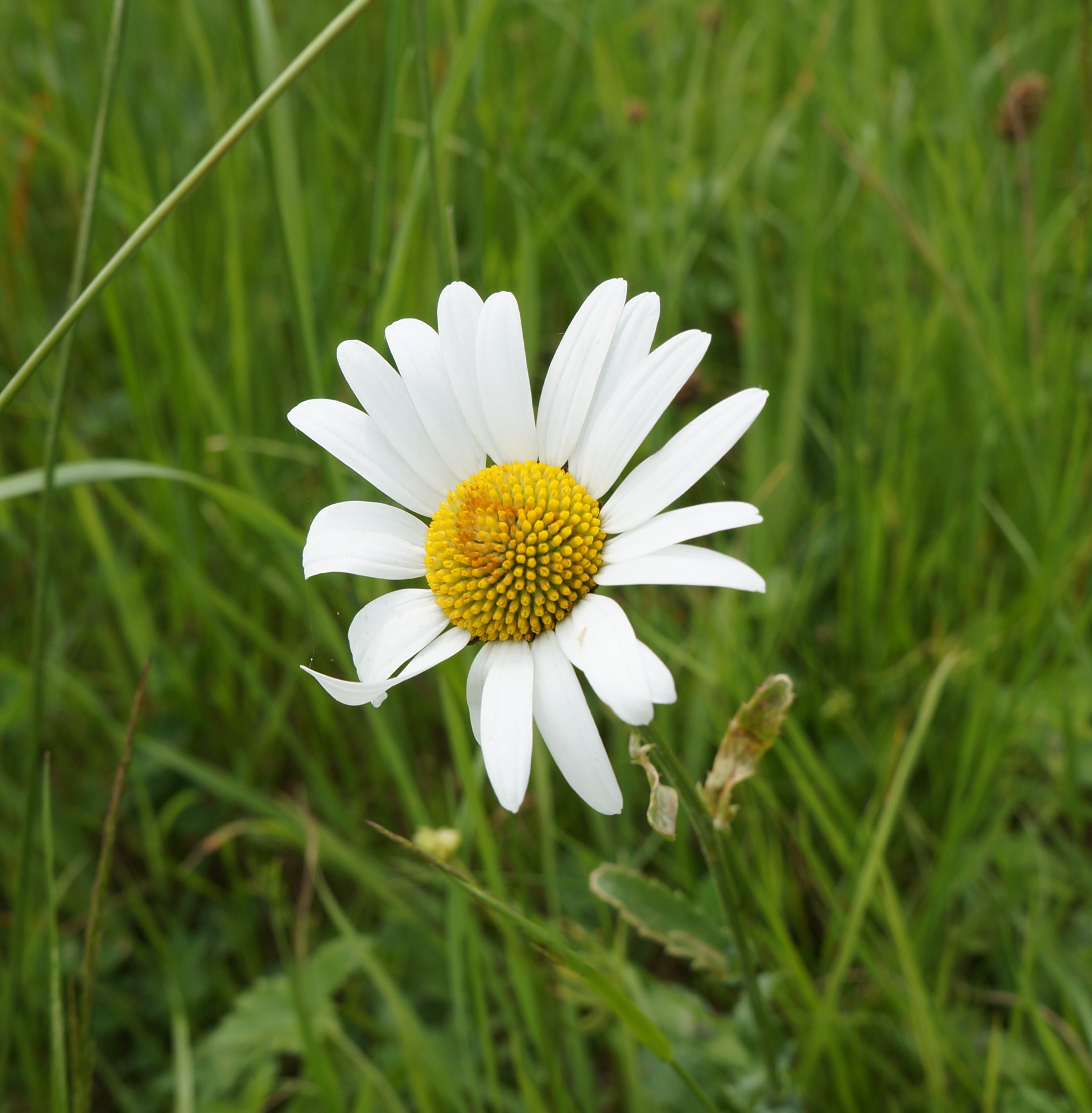 Marguerite Leucanthemum vulgare-06-2012
