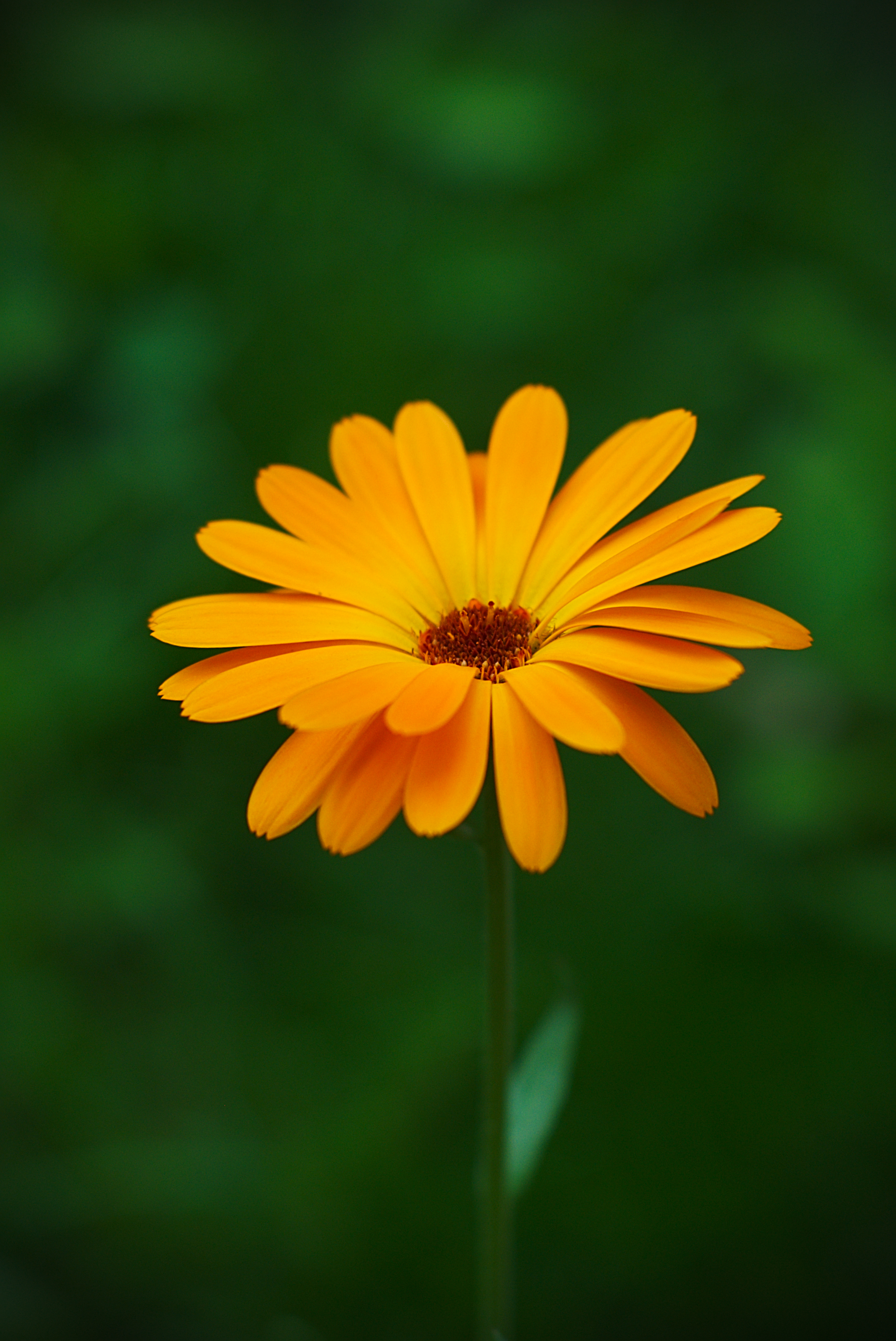 Marigold