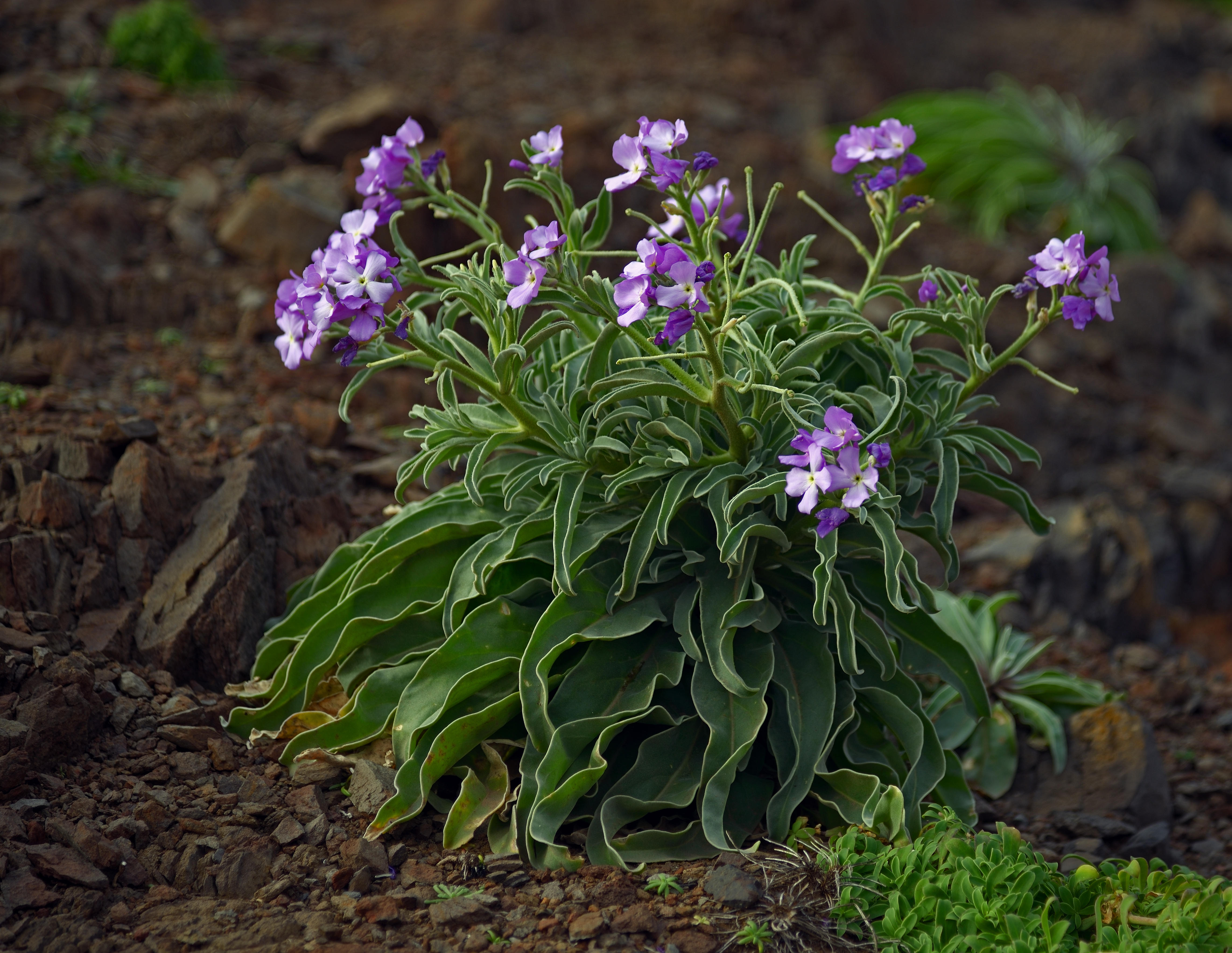 Matthiola incana. Madeira, Portugal