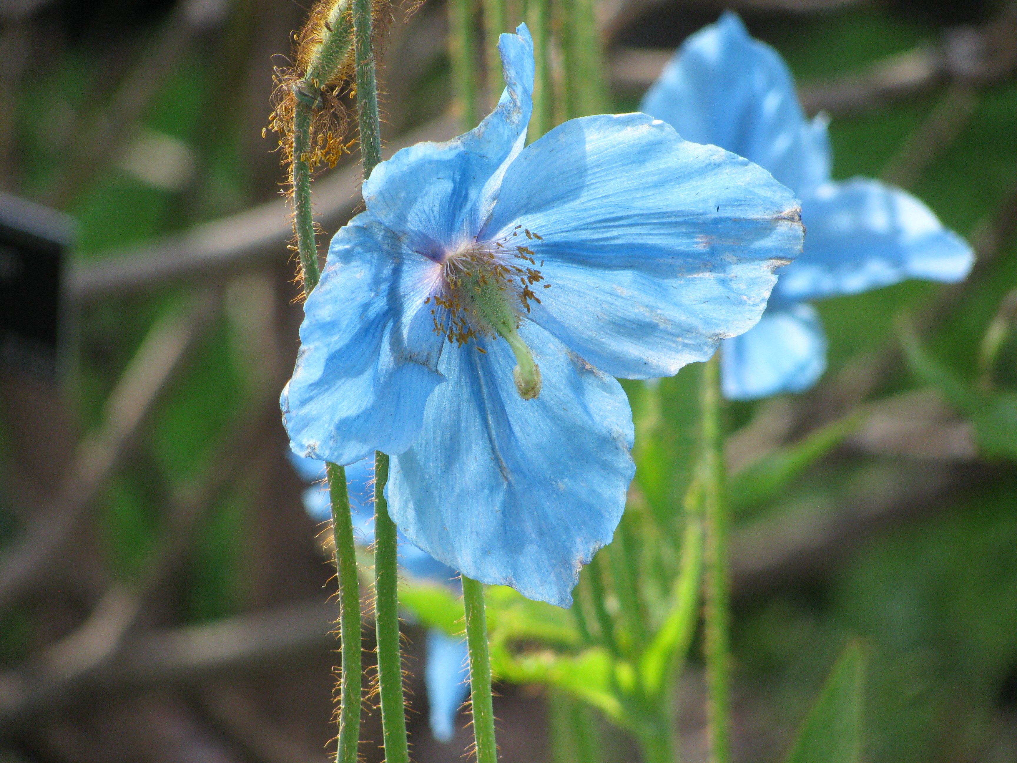 Meconopsis 'Slieve Donard', RBGE 2010, 3