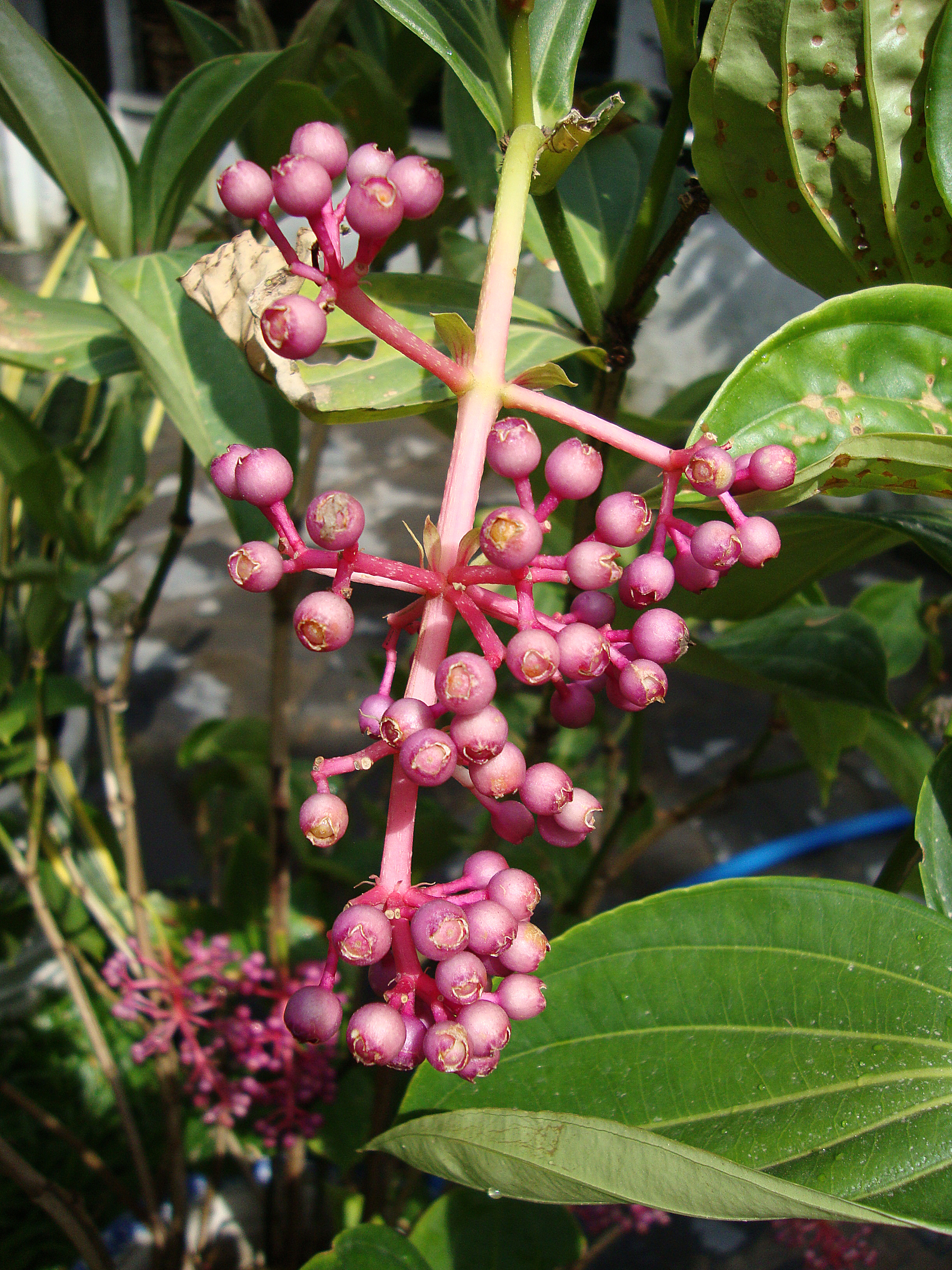 Medinilla cummingii (3)