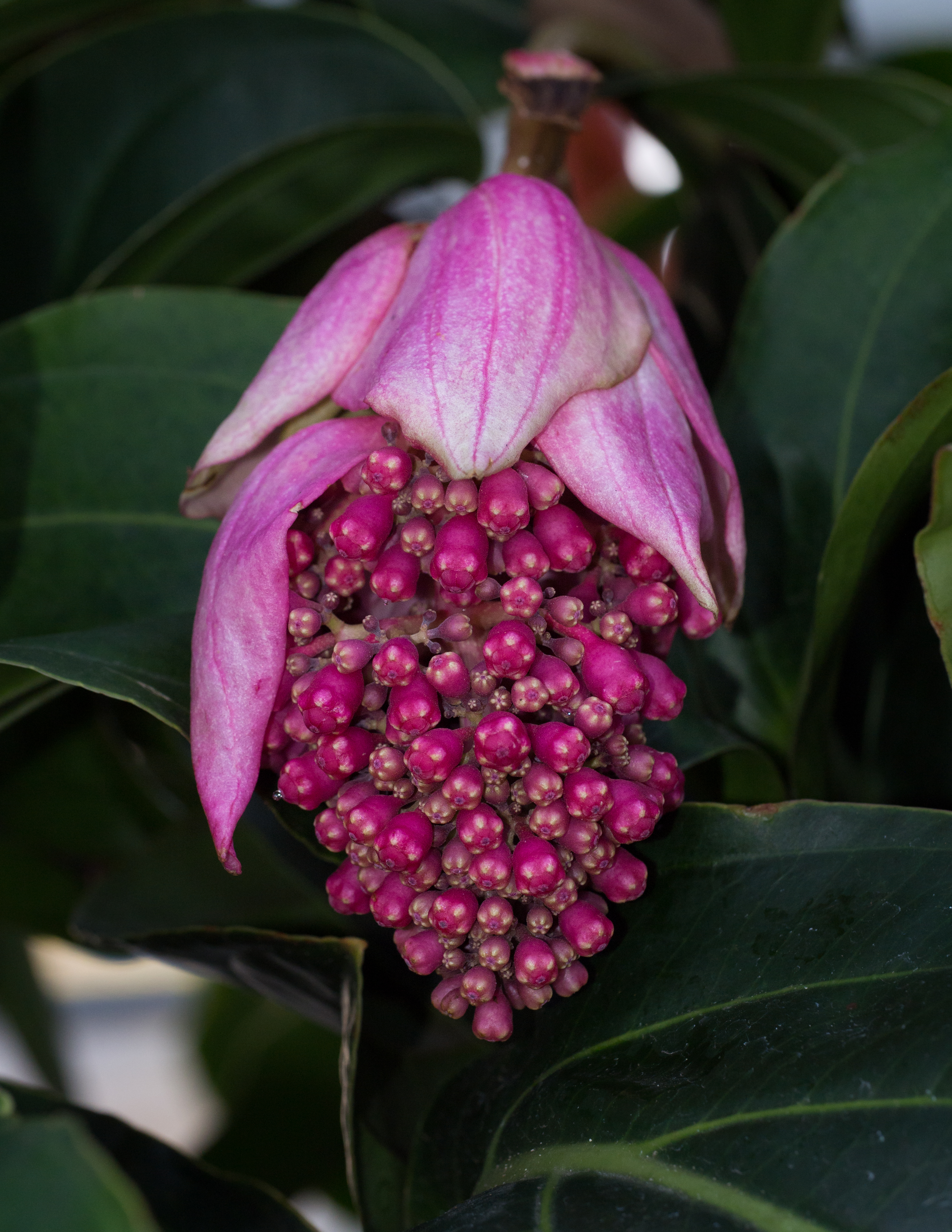 Medinilla magnifica (70487)
