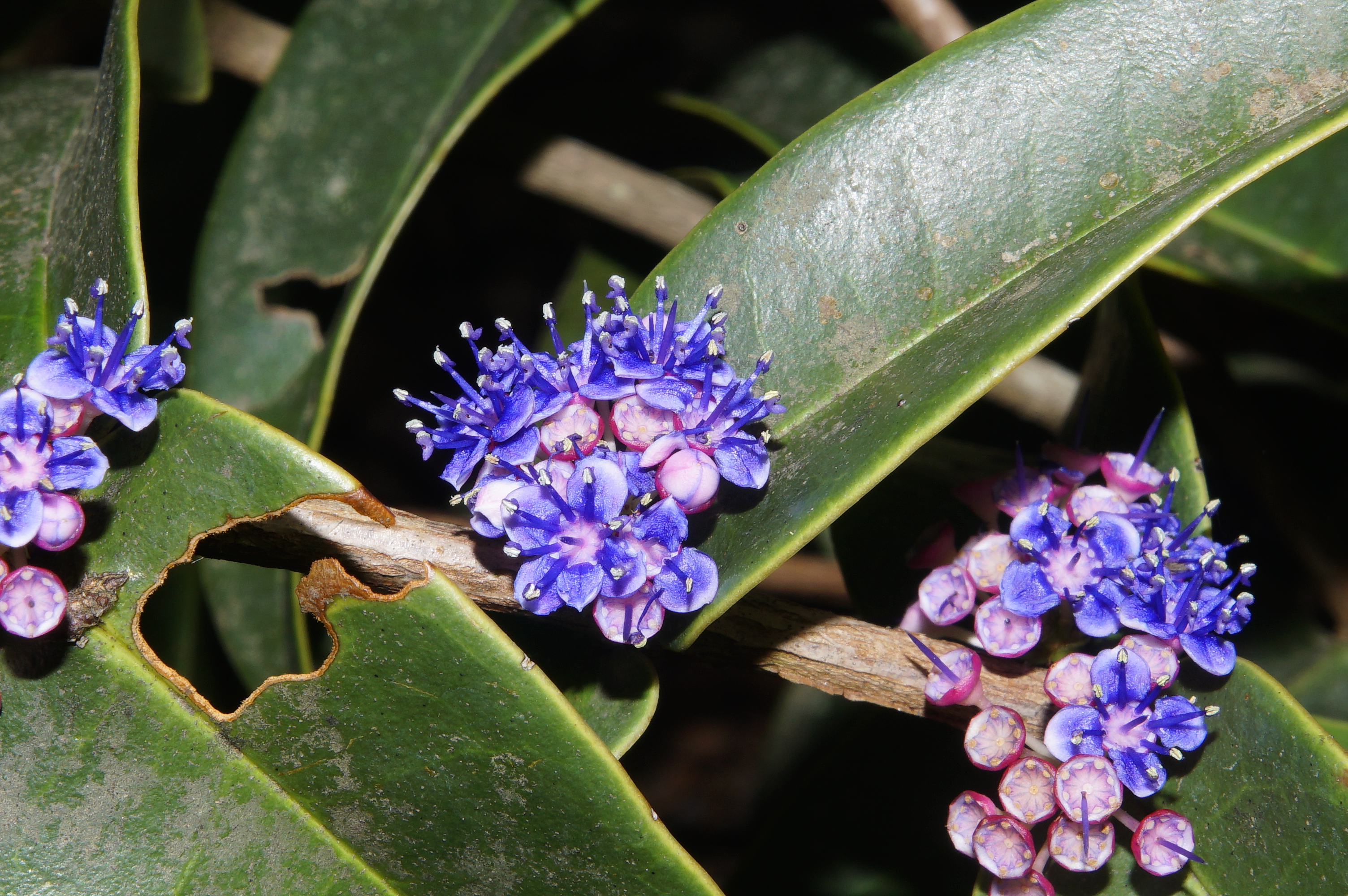 Memecylon malabaricum6062
