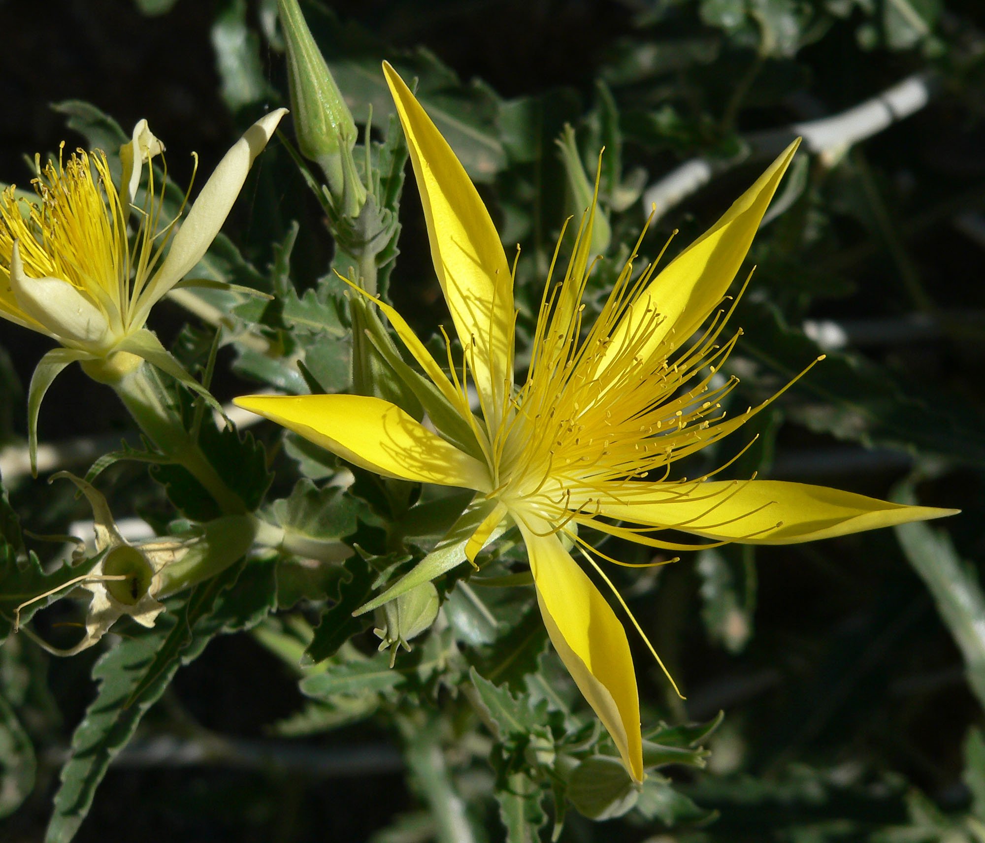 Mentzelia laevicaulis 13