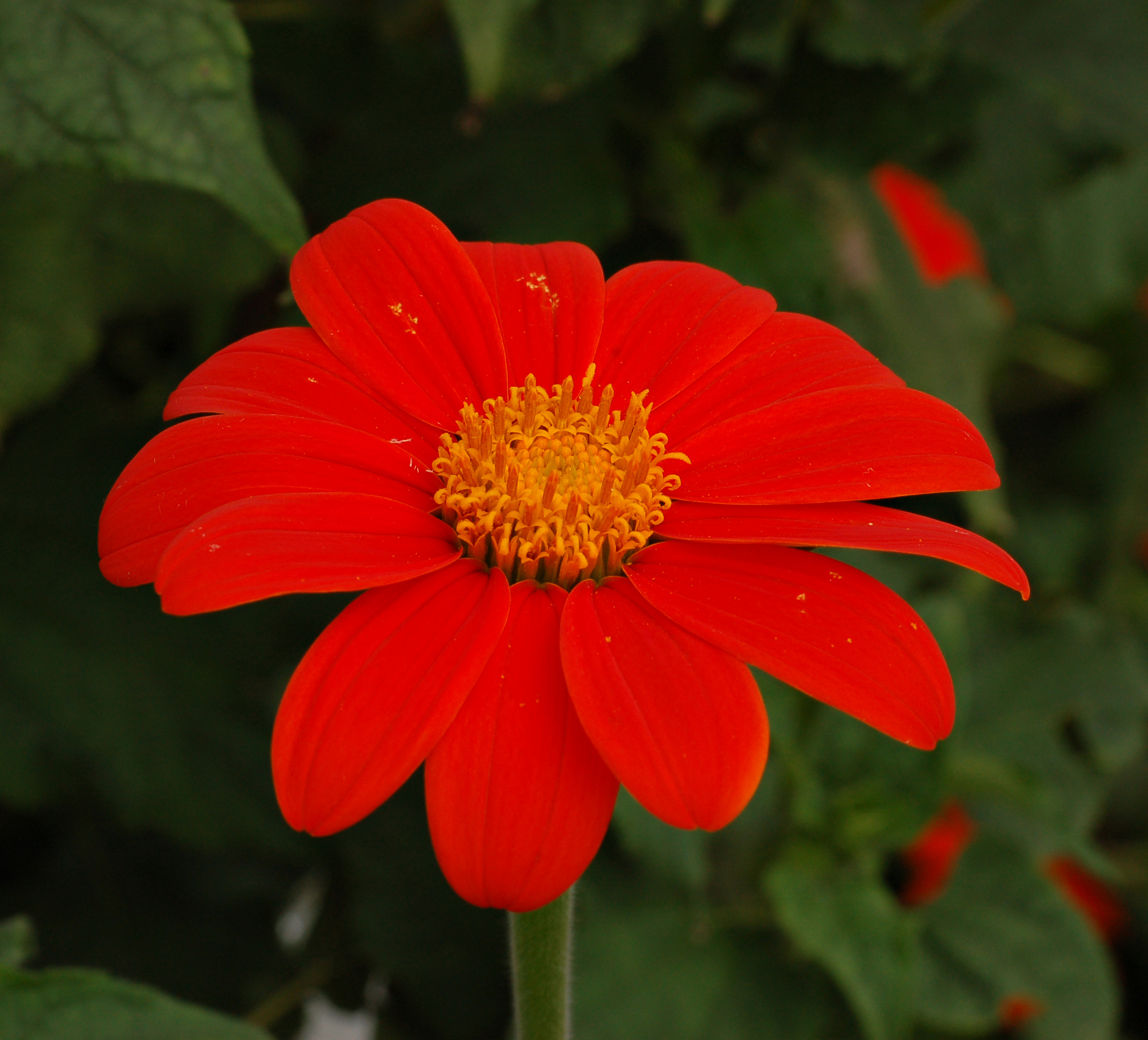 Mexican Sunflower Tithonia rotundifolia Flower 2163px