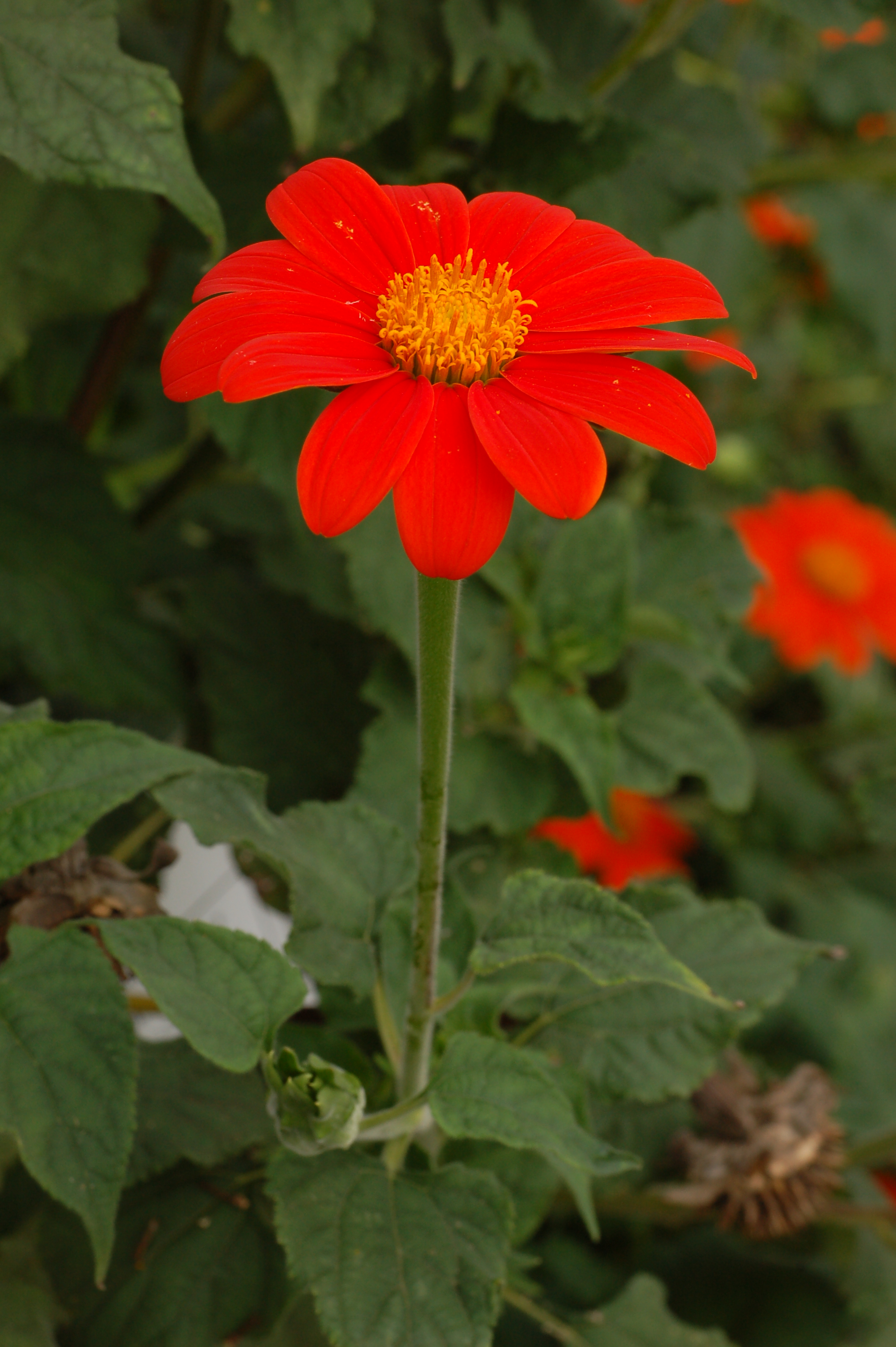 Mexican Sunflower Tithonia rotundifolia Vertical 2000px
