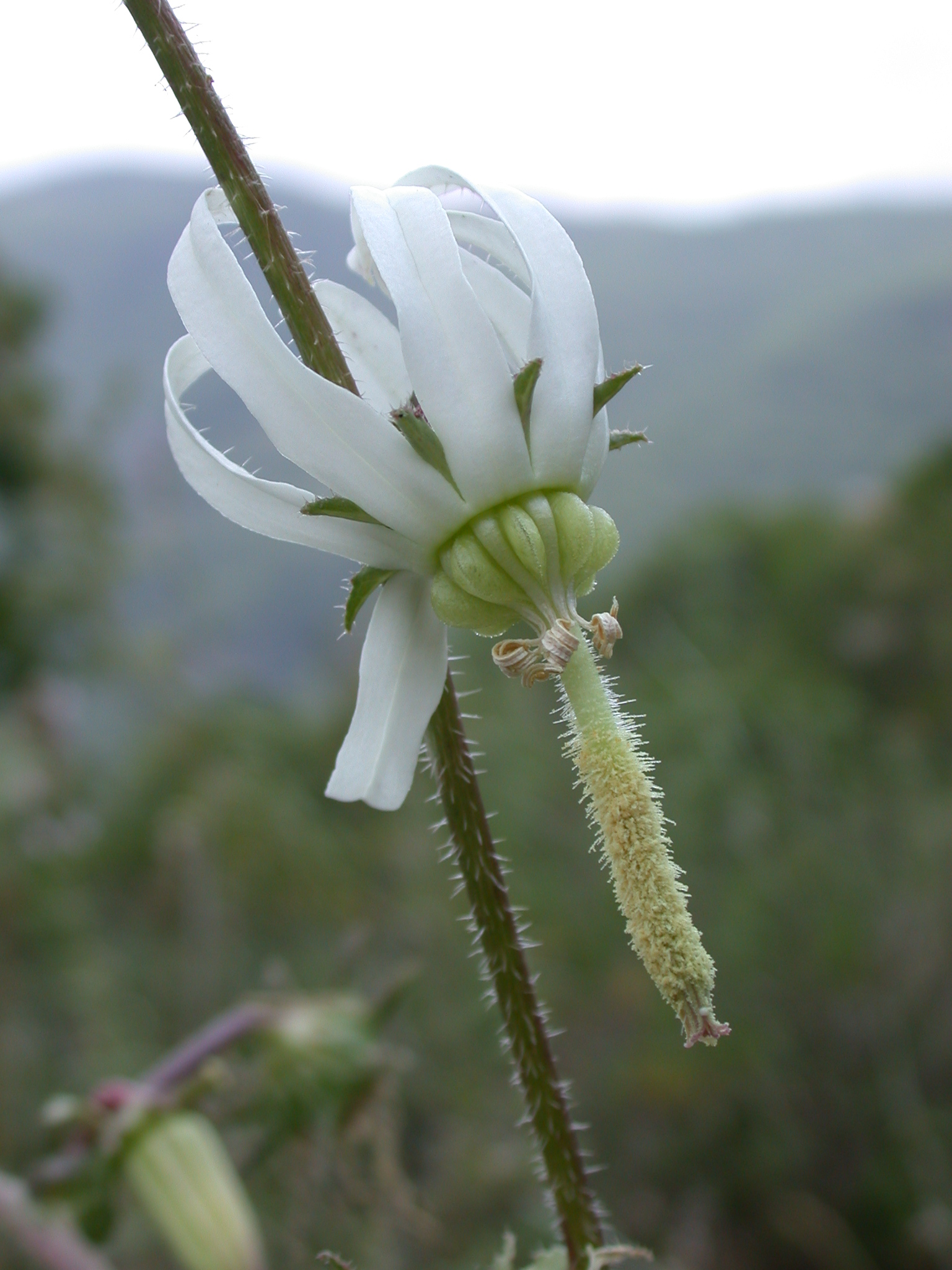 Michauxia campanuloides 1