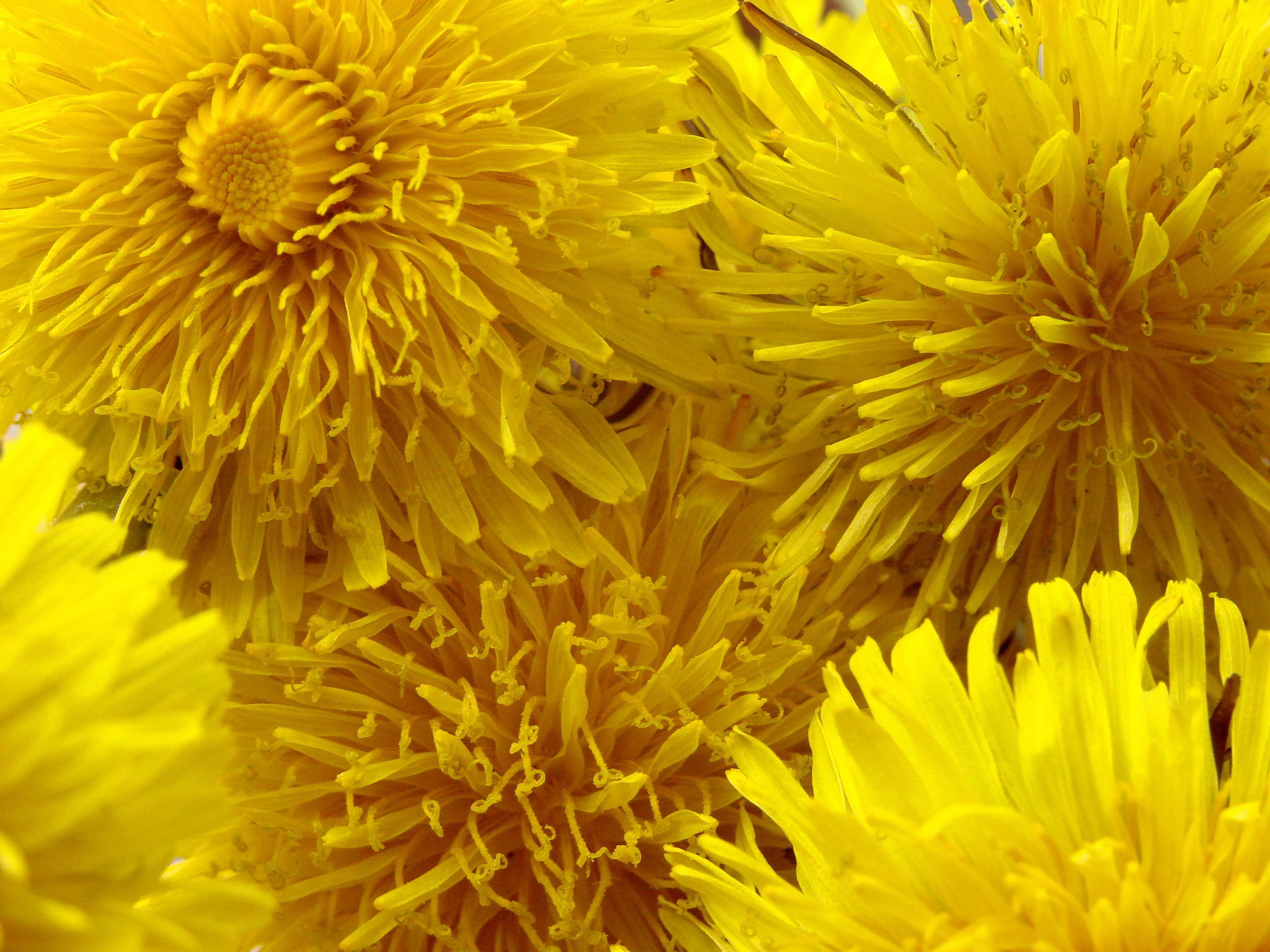 Mniszek (Taraxacum) 2
