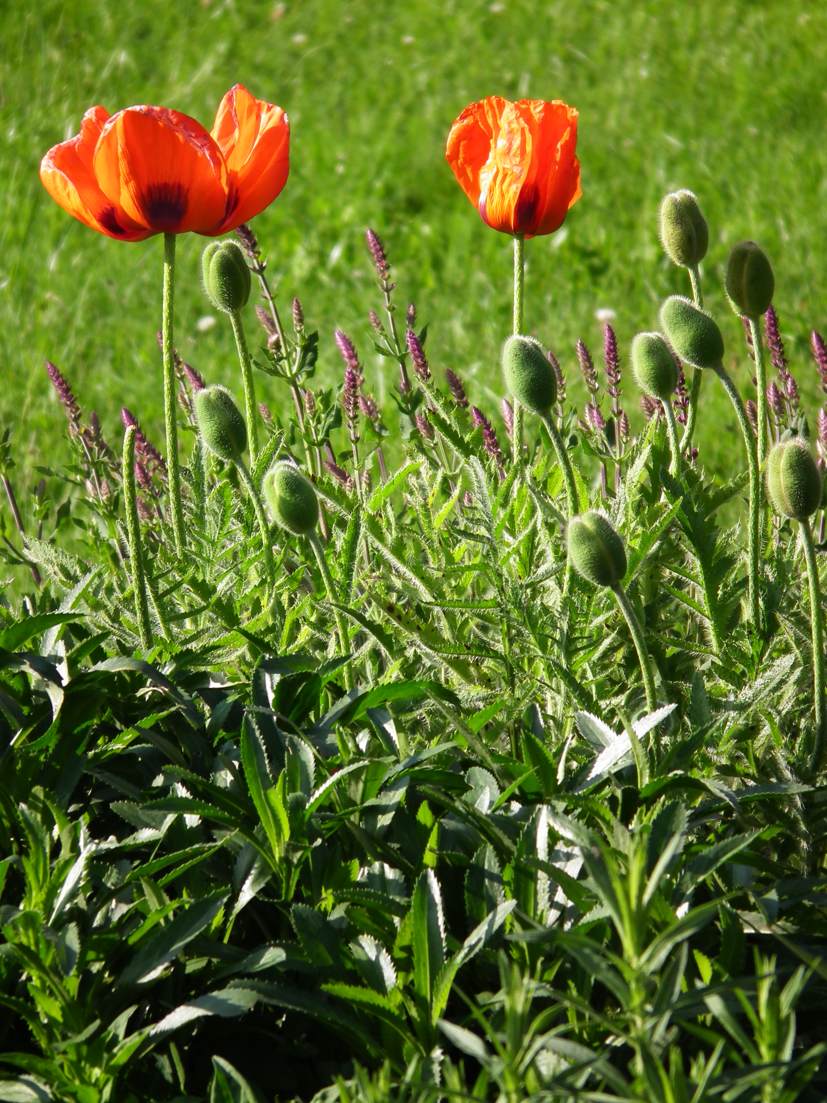 Mohnblüten Juni 2012 Hessen