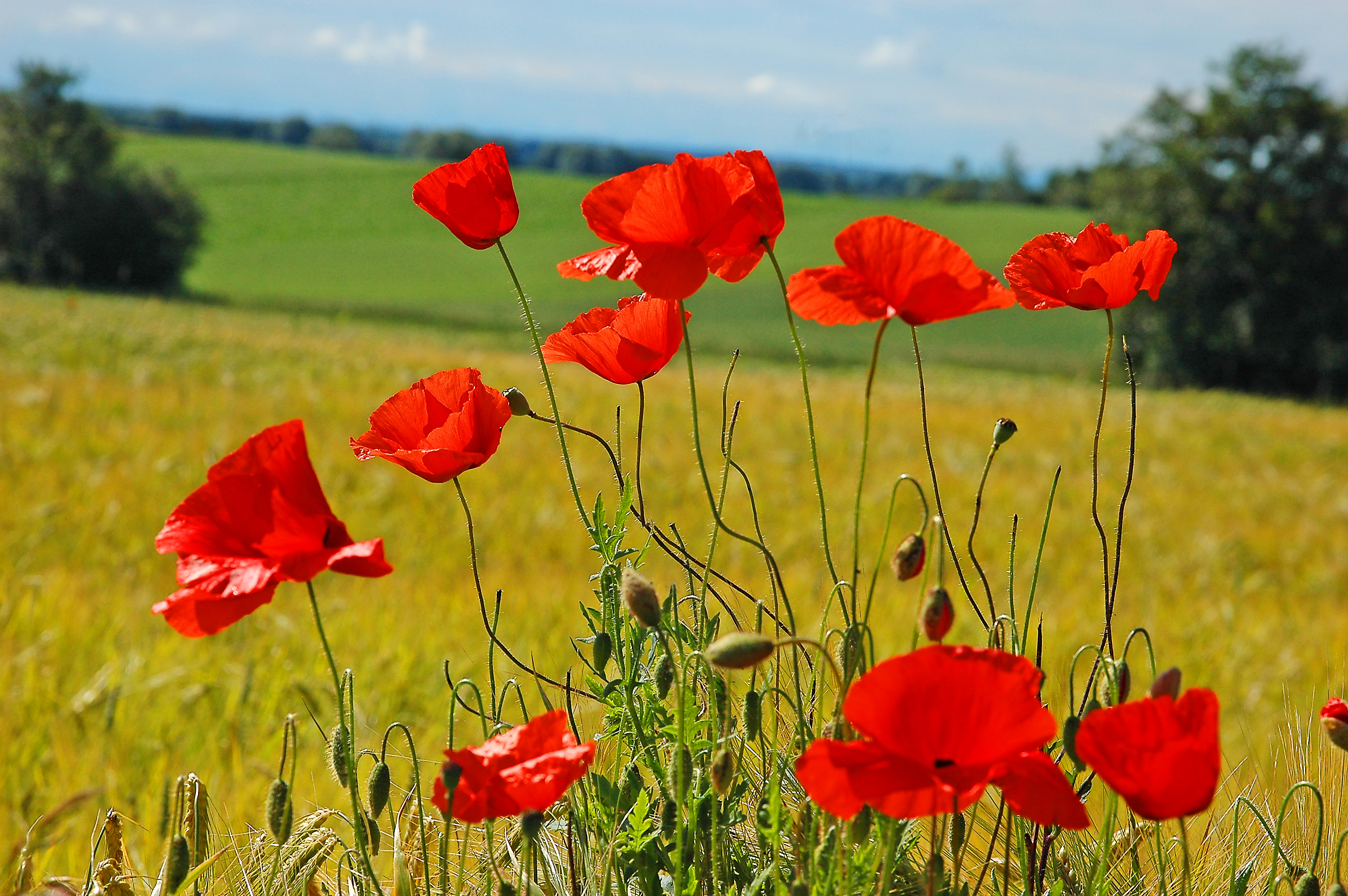 Mohnblumen
