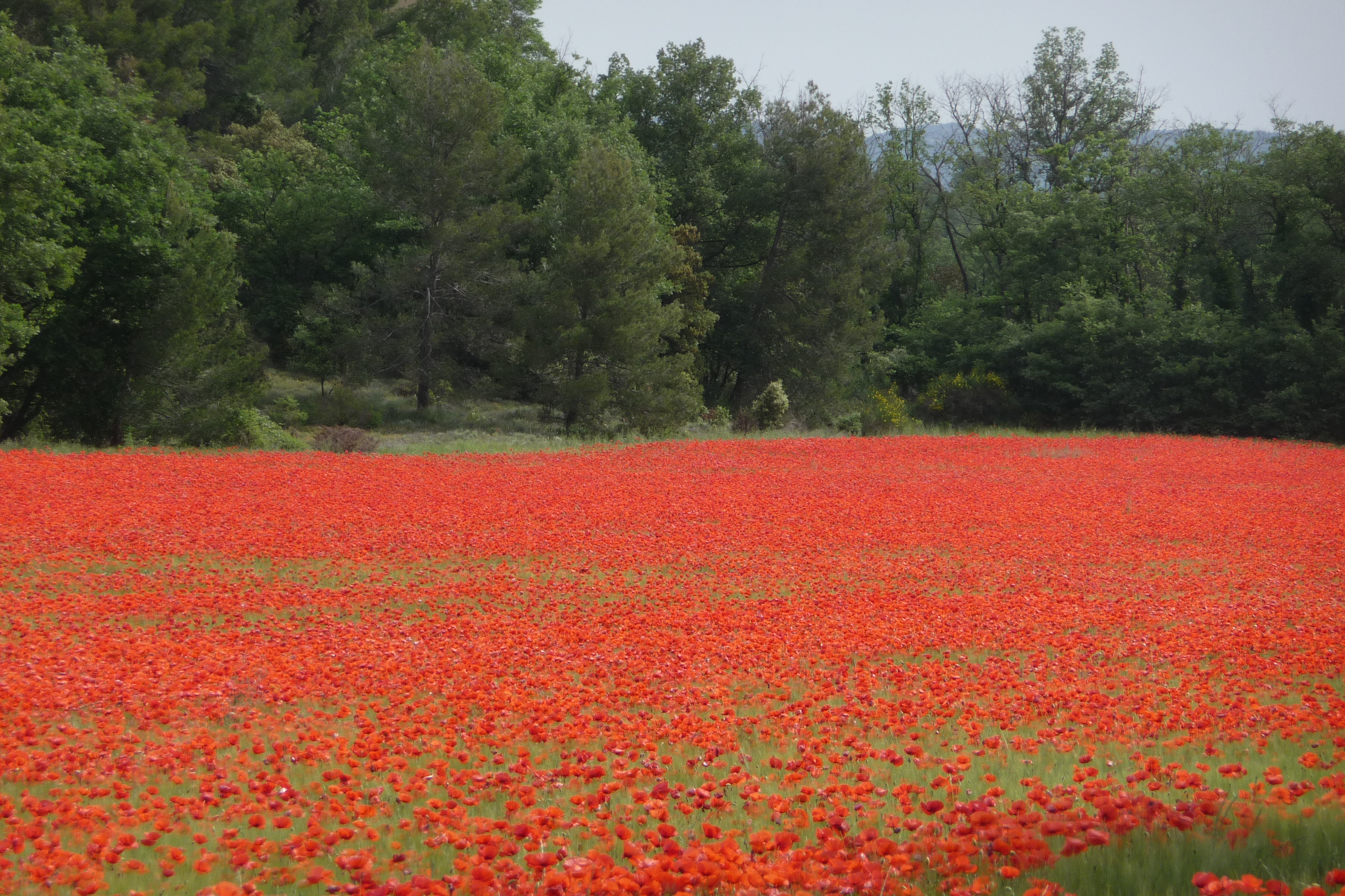 Mohnfeld Provence