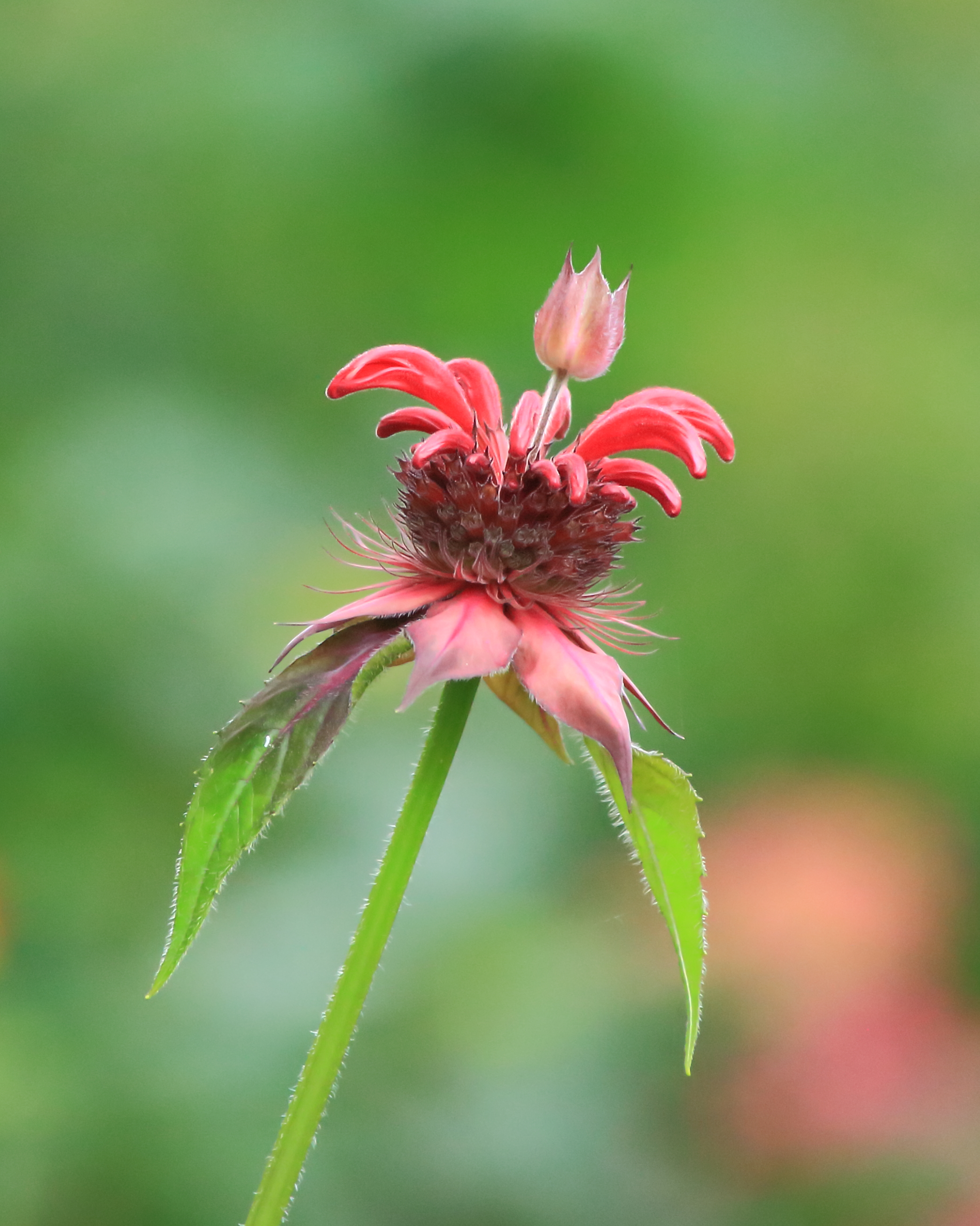 Monarda (bergamotplant)