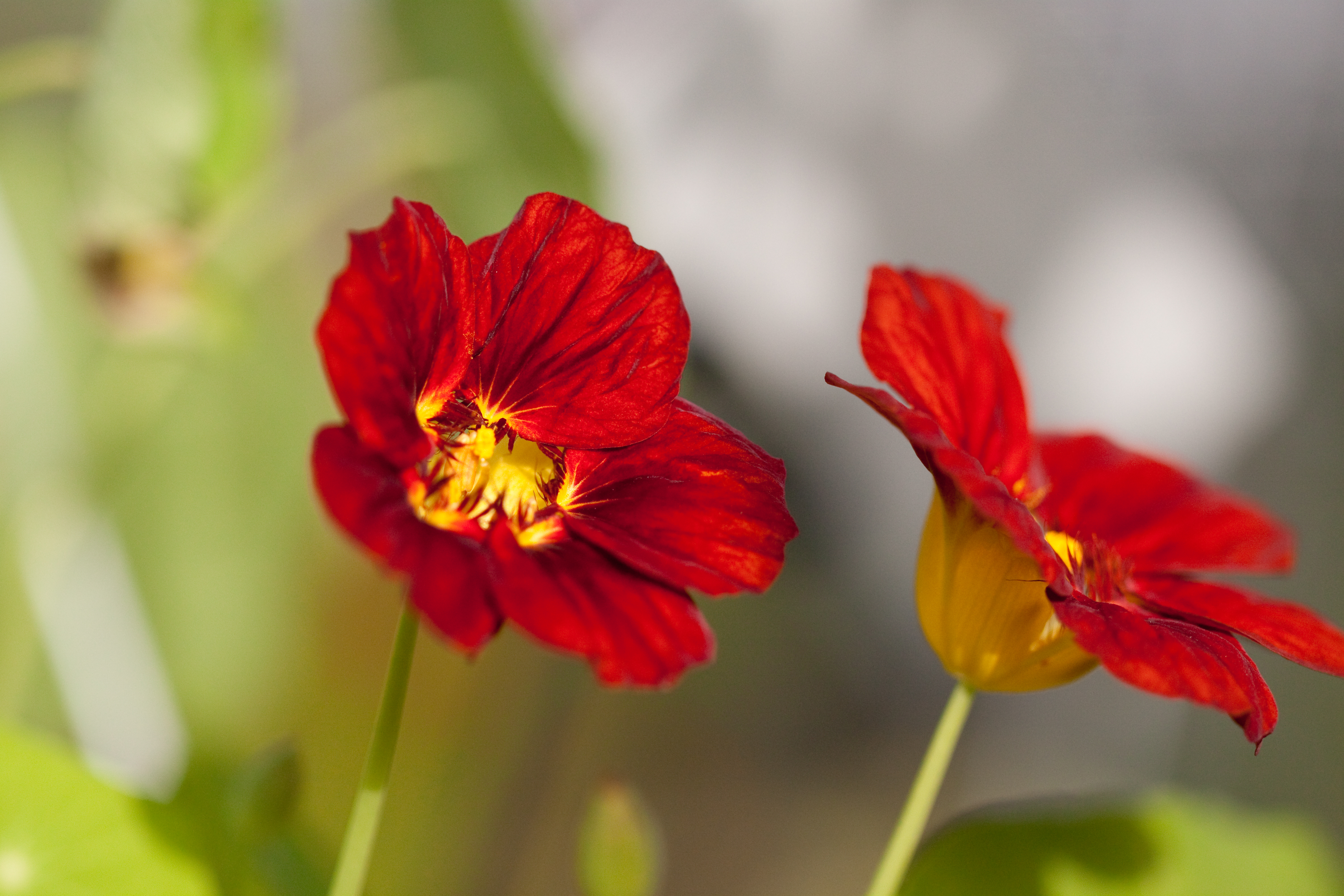 Monks cress - Flickr - nekonomania (7)