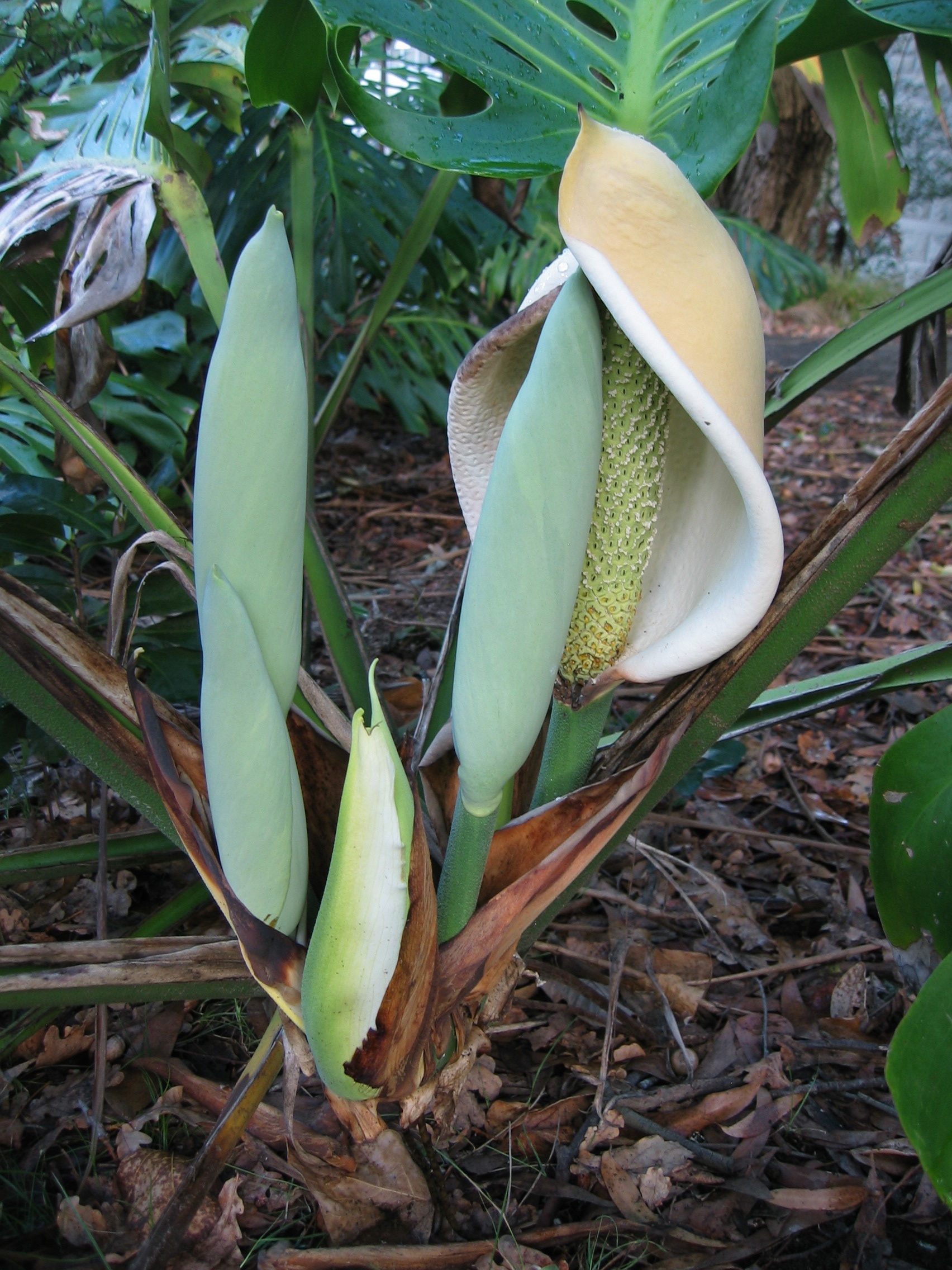 Monstera deliciosa flower and buds