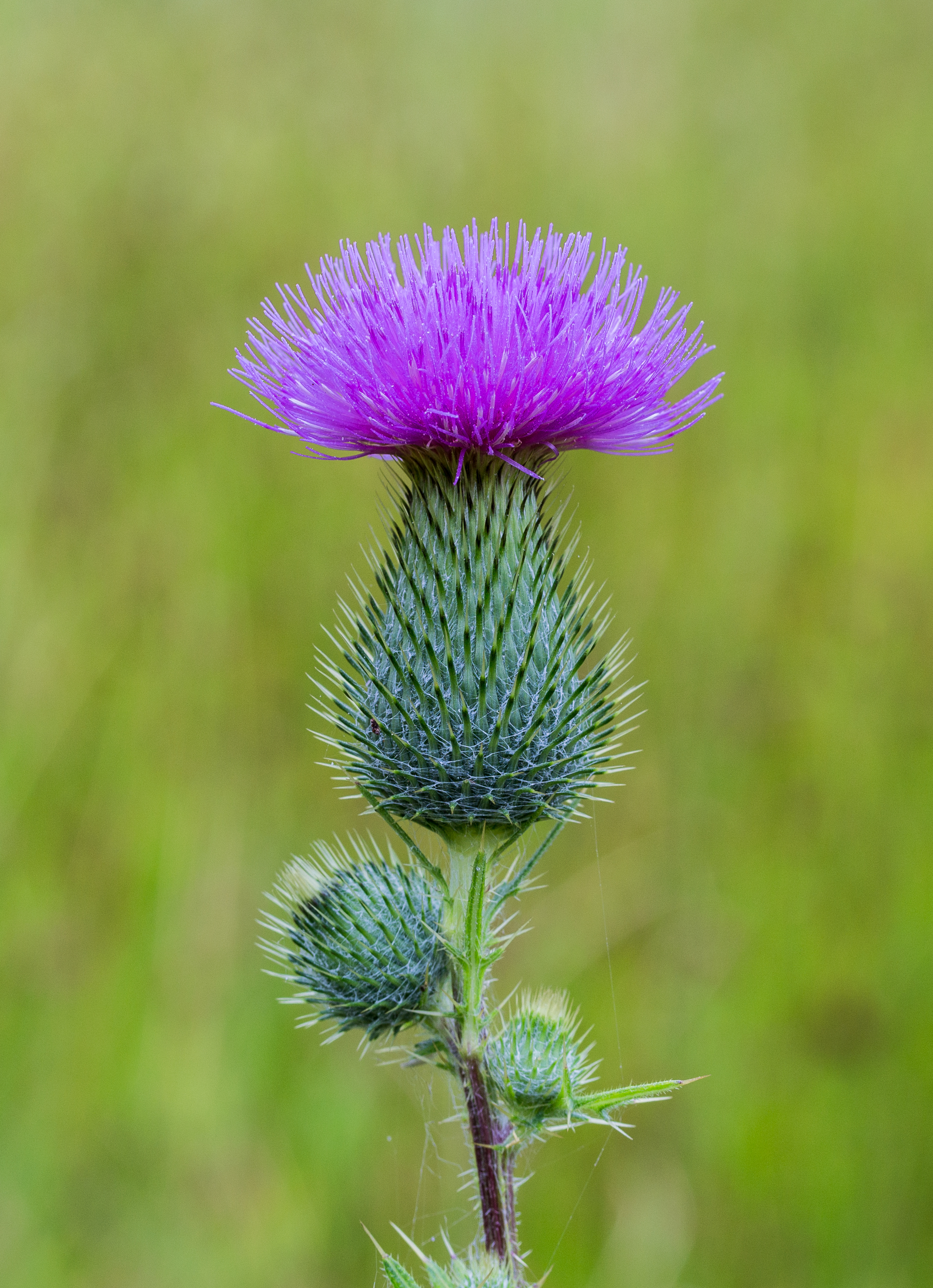 Mooie bloeiwijze van een Speerdistel (Cirsium vulgare) 02