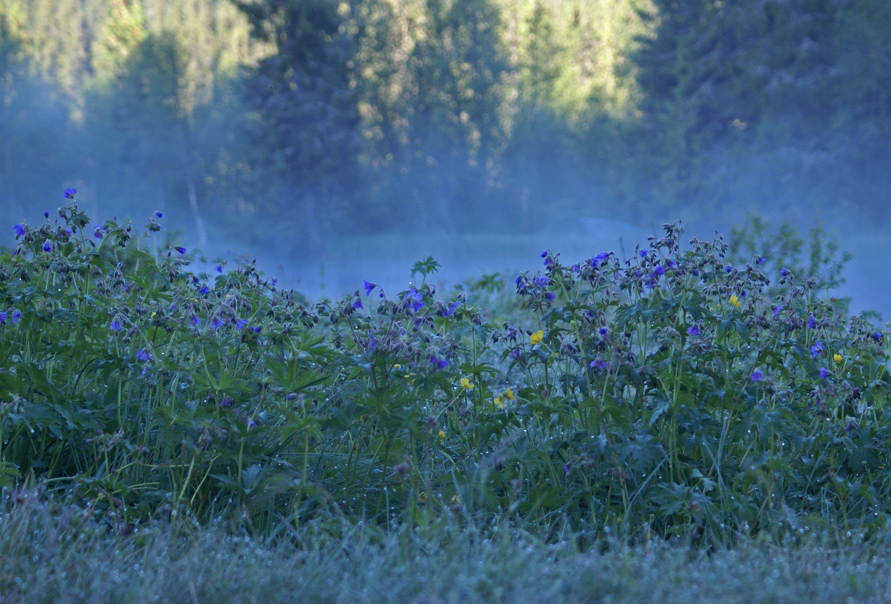 Morning dew (2722486808)