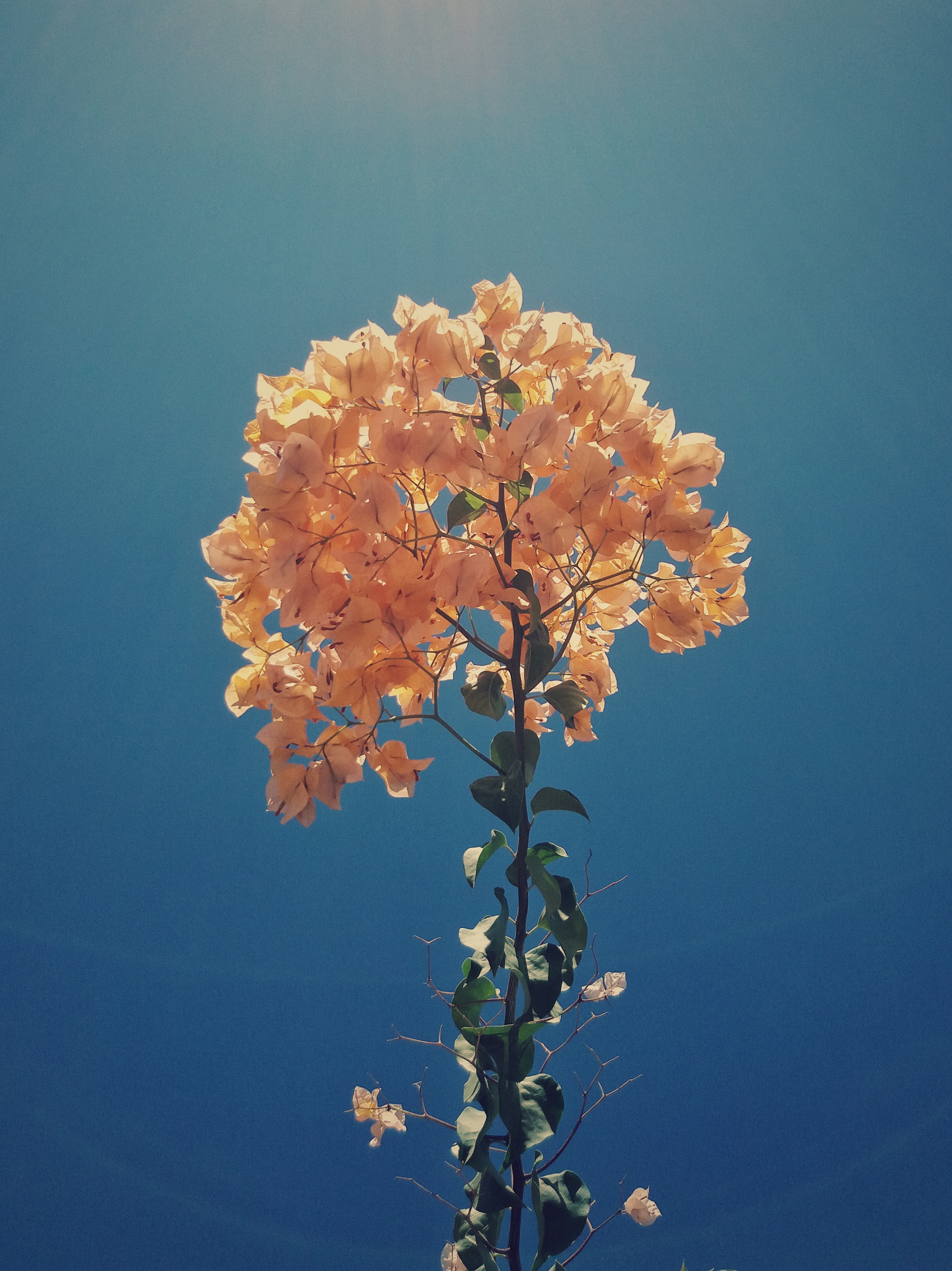 Moroccan Flower White