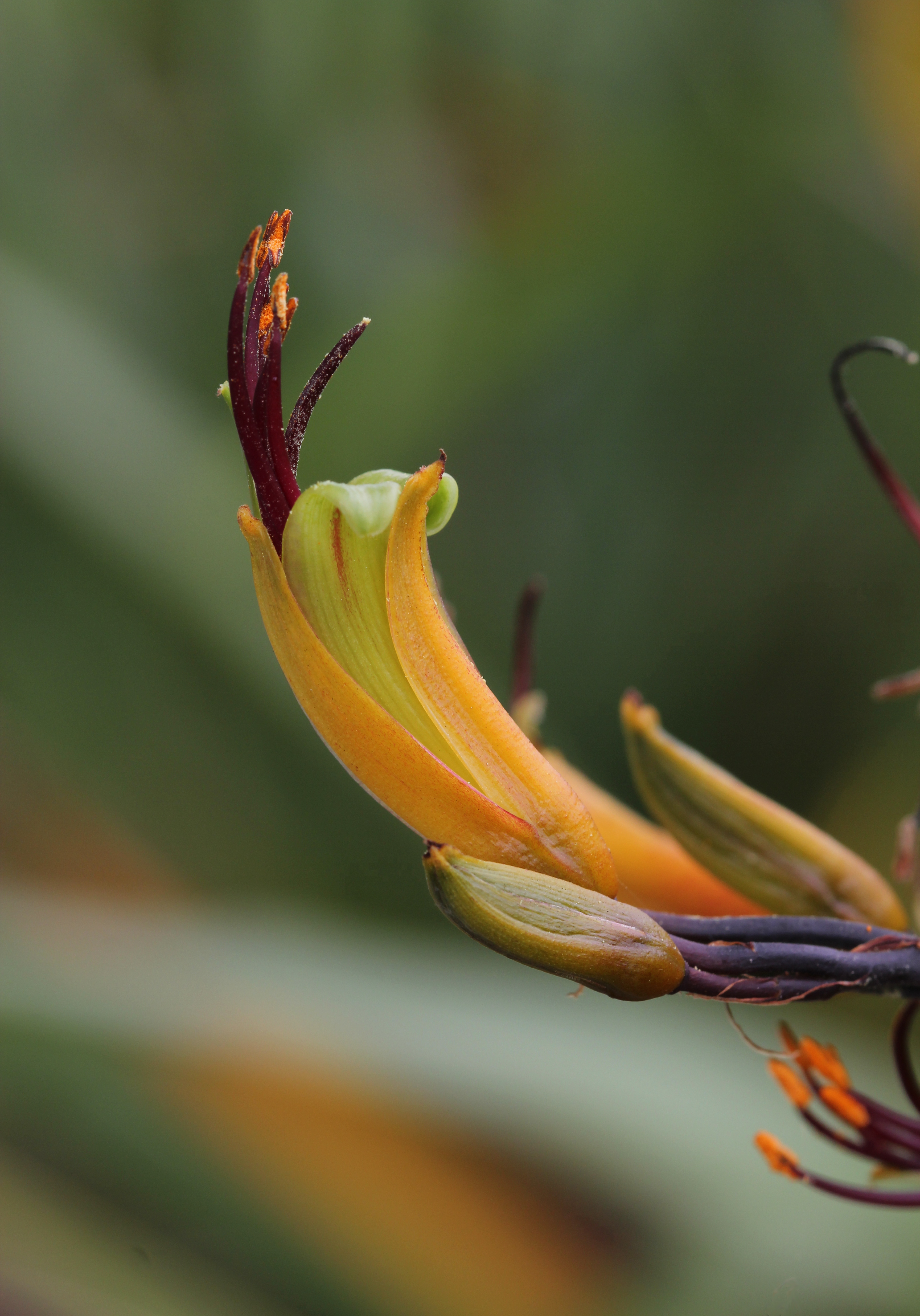 Mountain flax flower (Phormium cookianum) 1