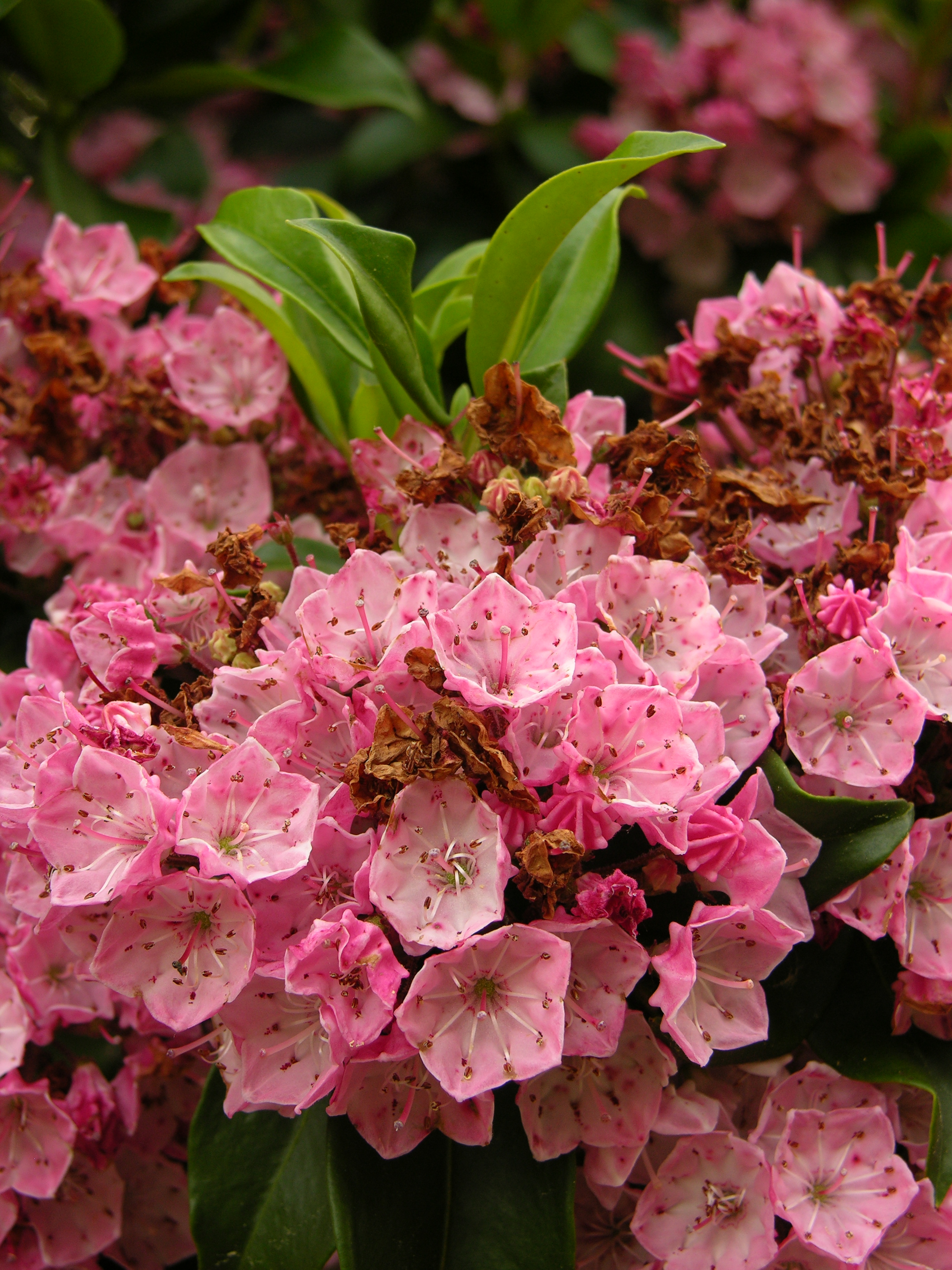 Mountain Laurel Kalmia latifolia Flowers 2448px