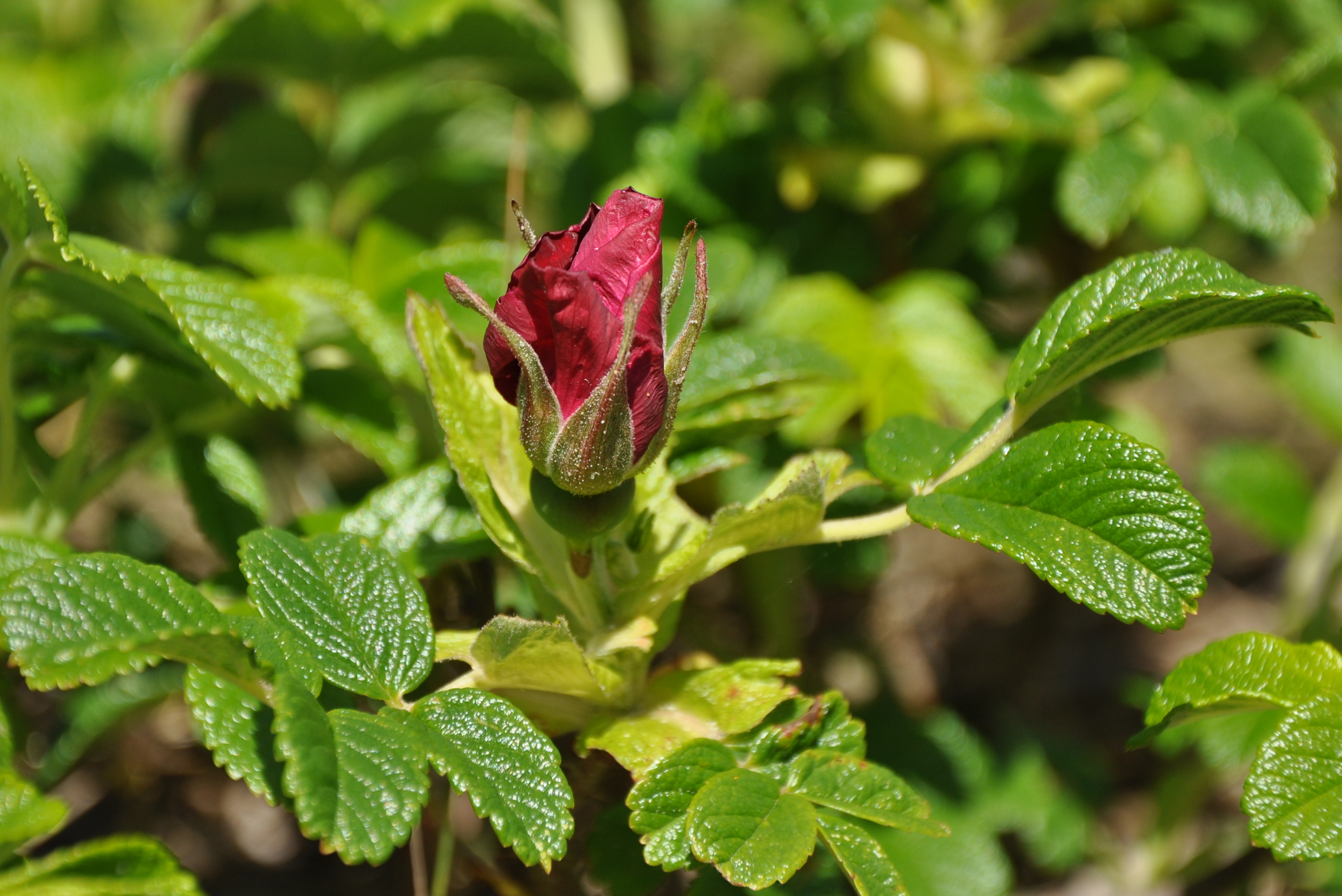 Mrzezyno Rosa rugosa closed red flower 2010