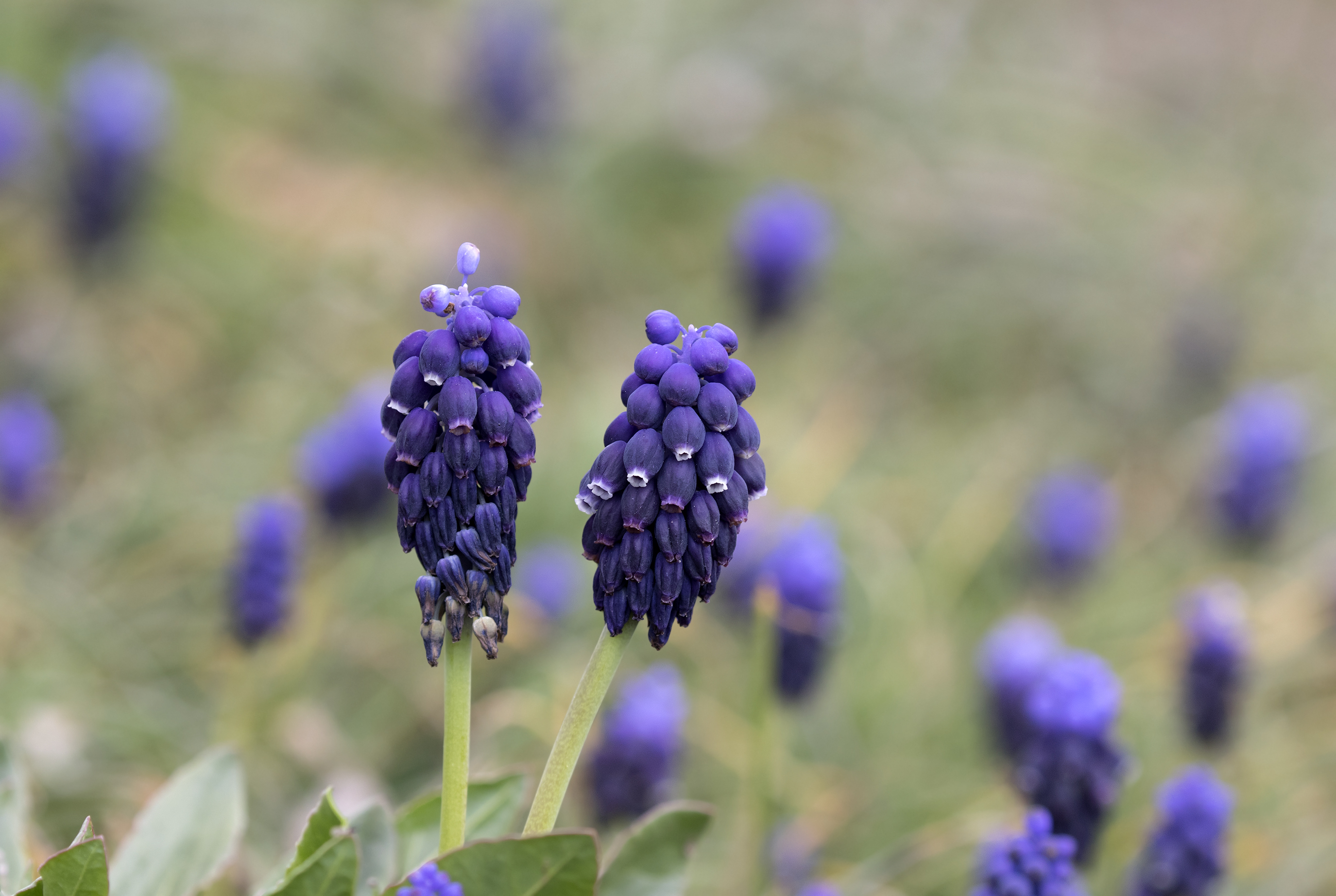 Muscari - Sümbül, Yeniköy 04
