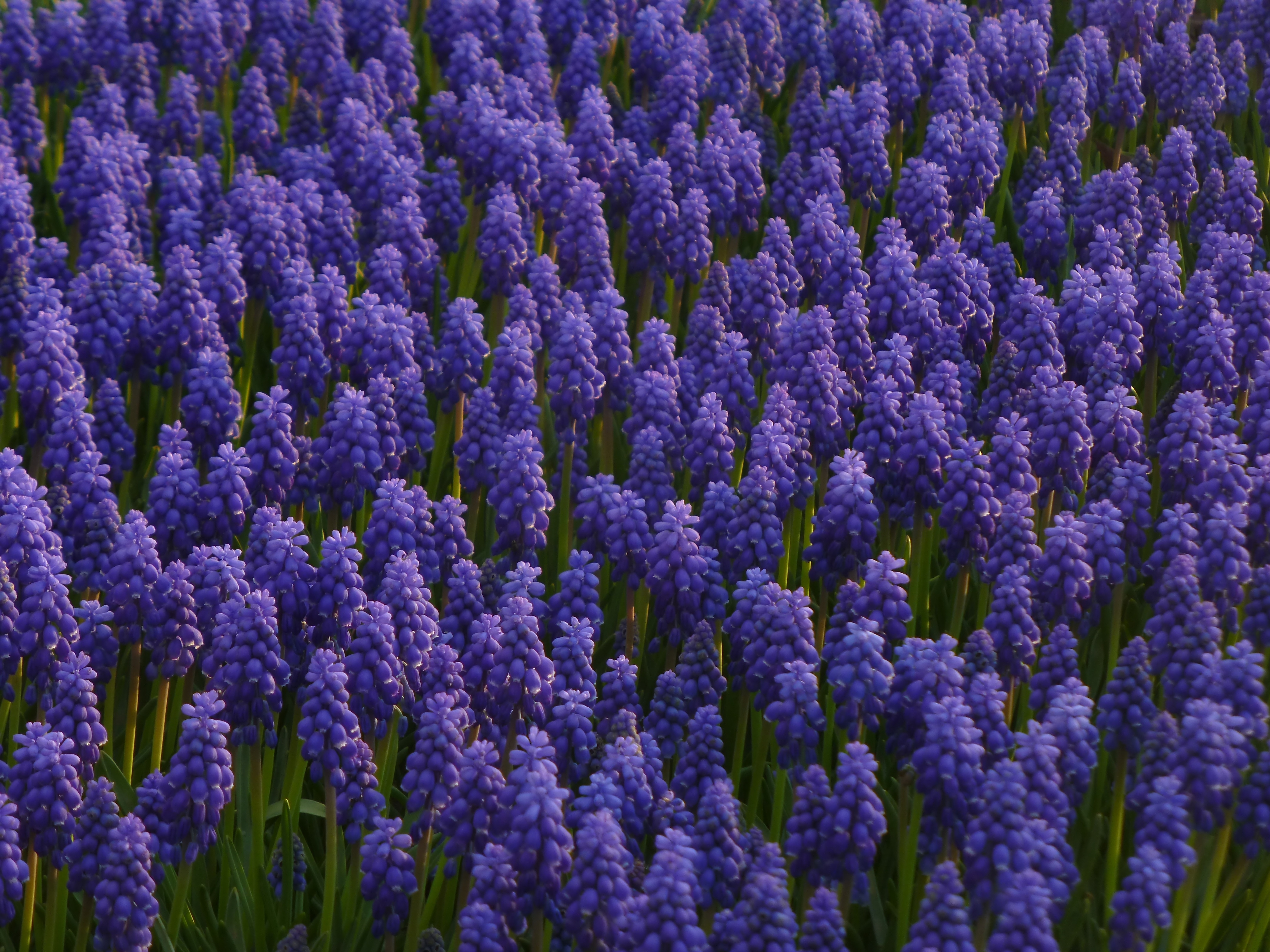 Muscari 1290131
