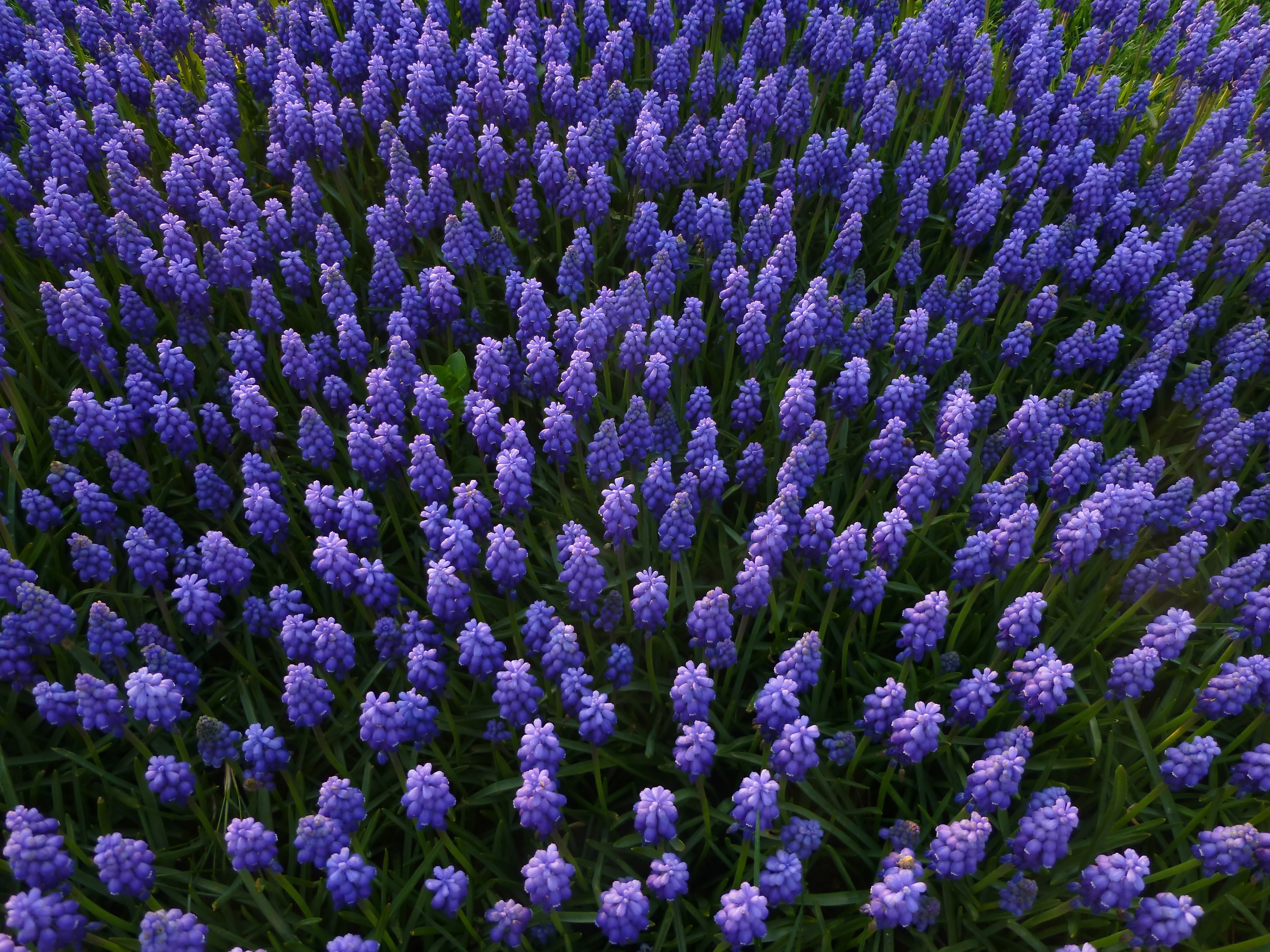 Muscari 1290191