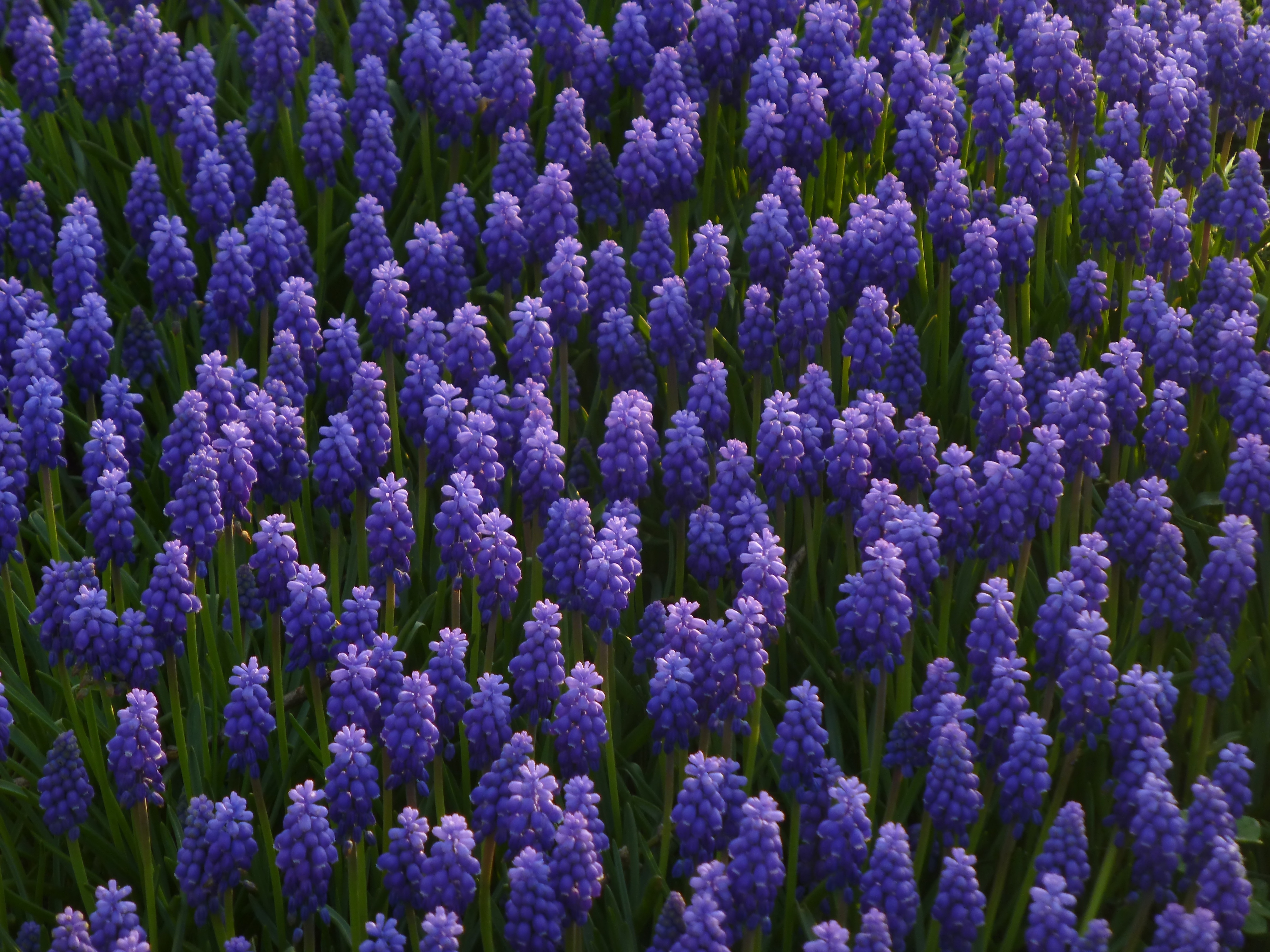 Muscari 1290251
