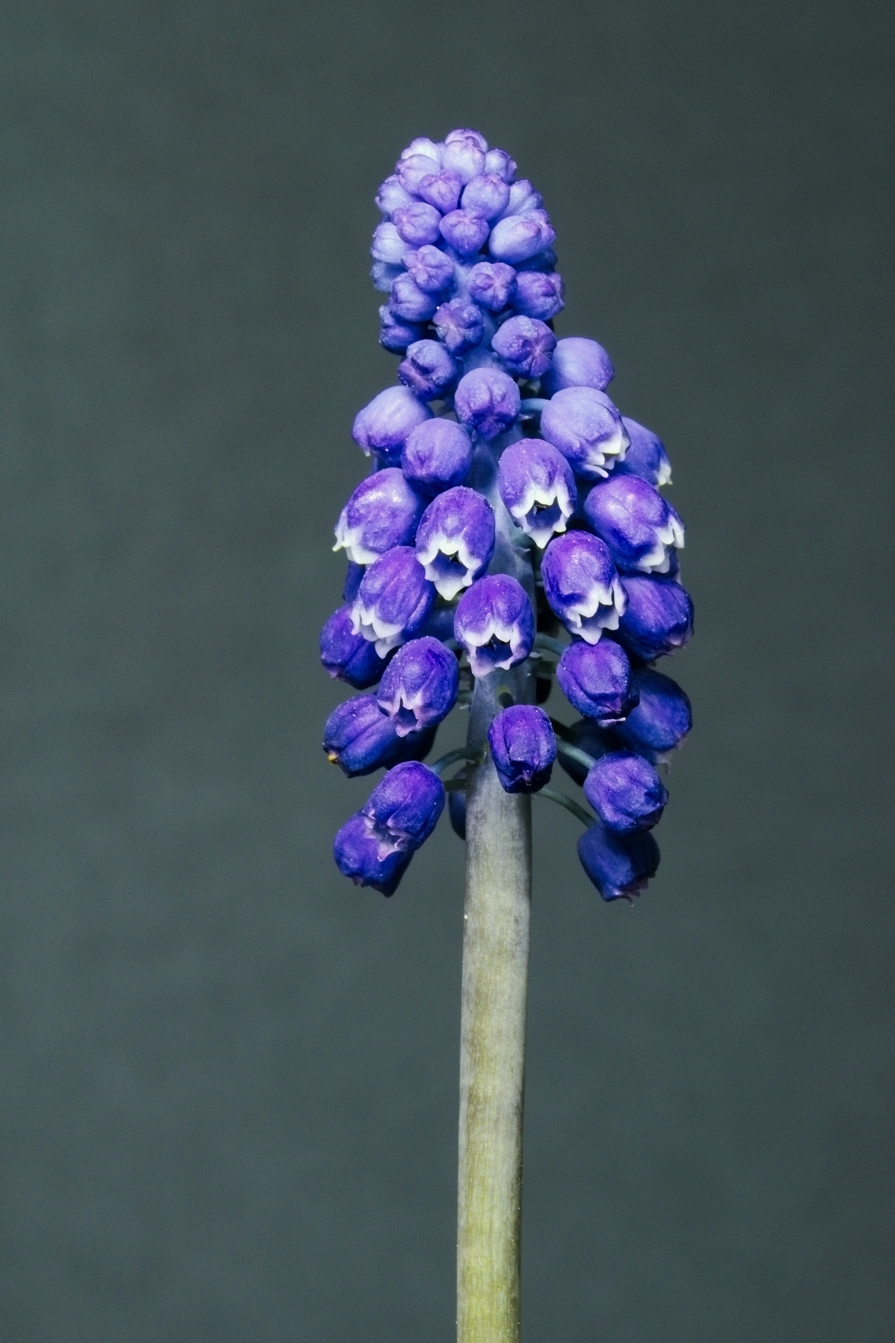 Muscari armeniacum20170601 7980