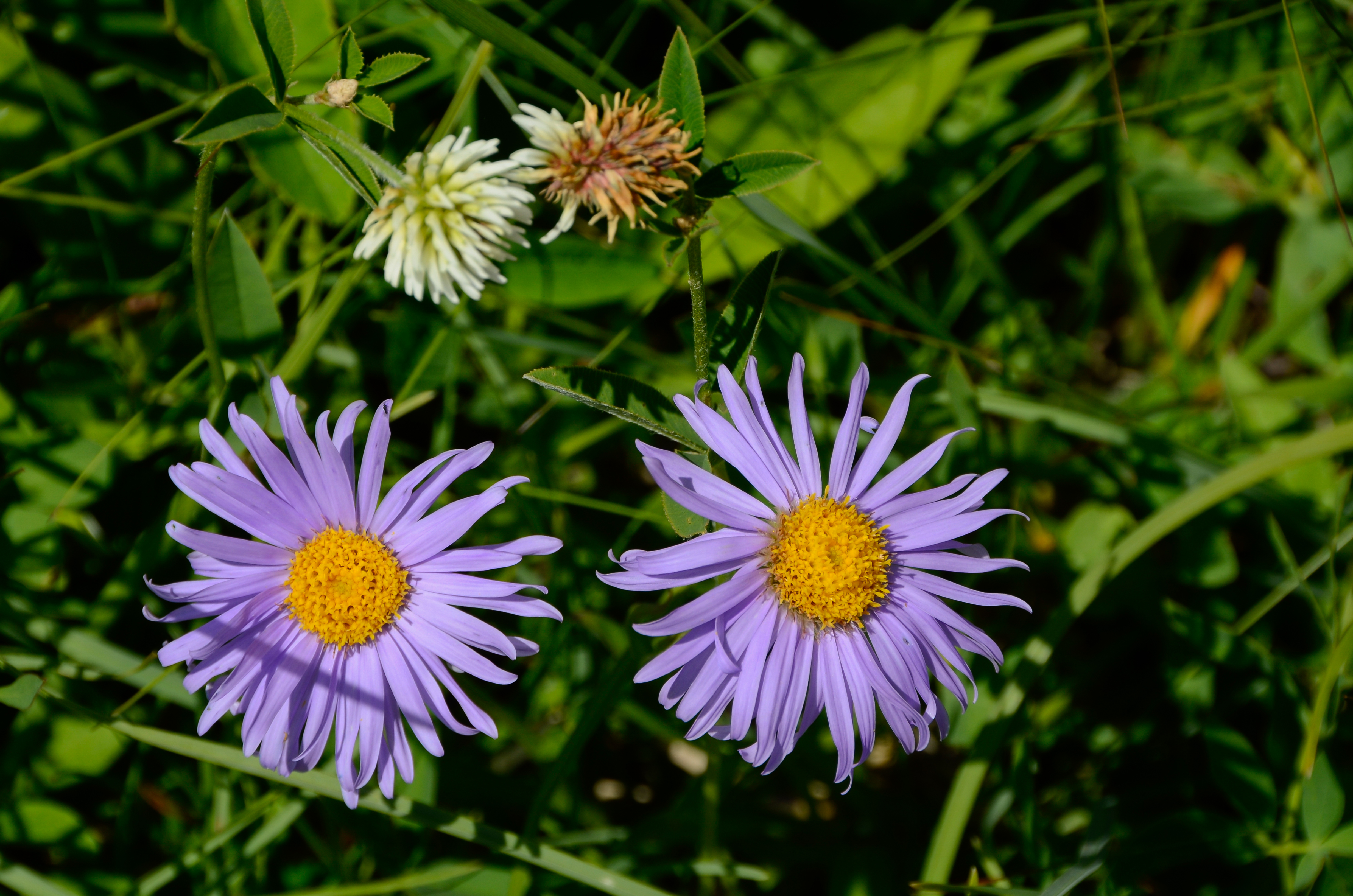 Mussen-Wanderweg Berg-Aster 16072014 367