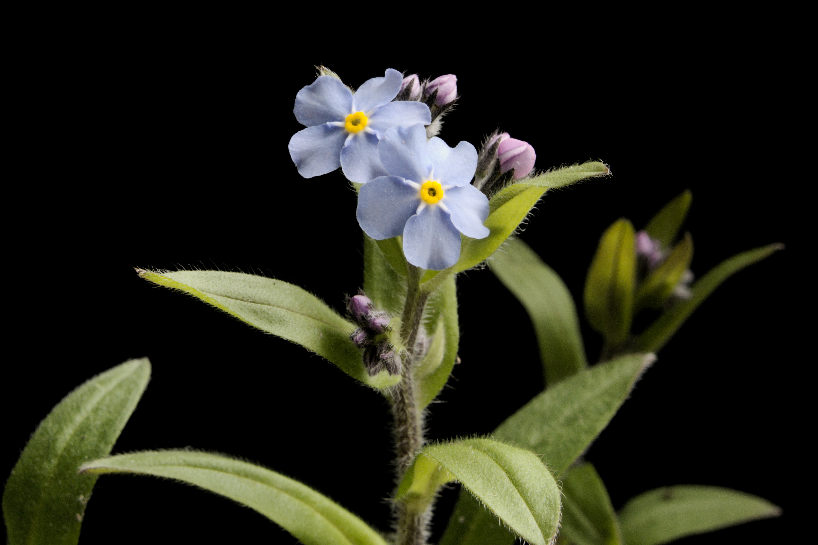 Myosotis alpestris20170511 7540