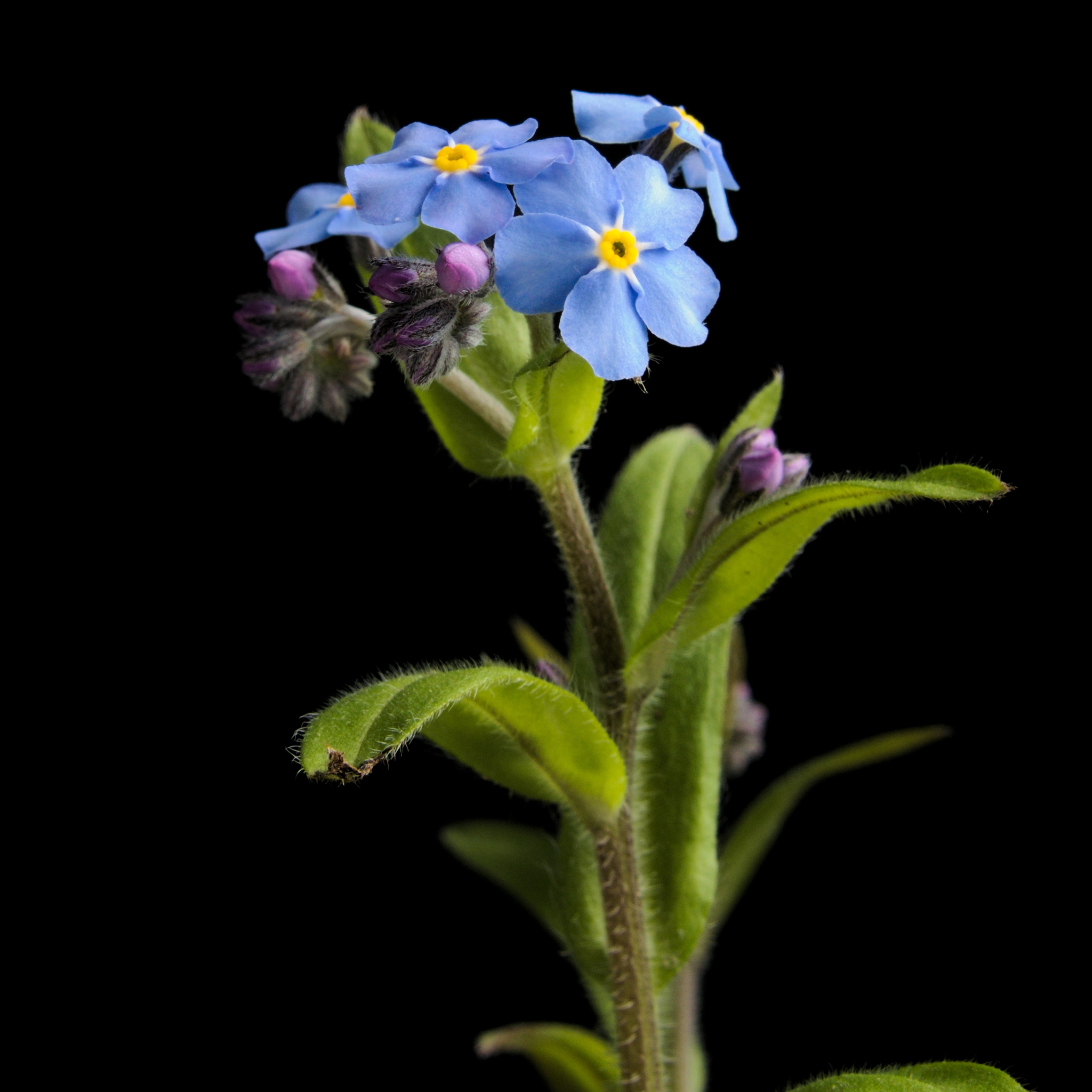 Myosotis alpestris20170513 7557