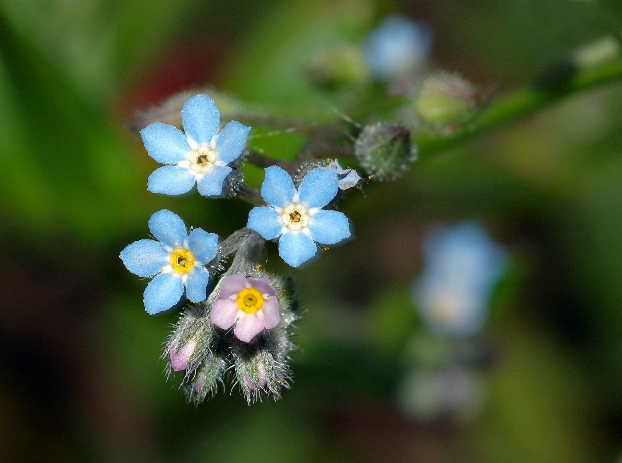 Myosotis sylvatica (aka)