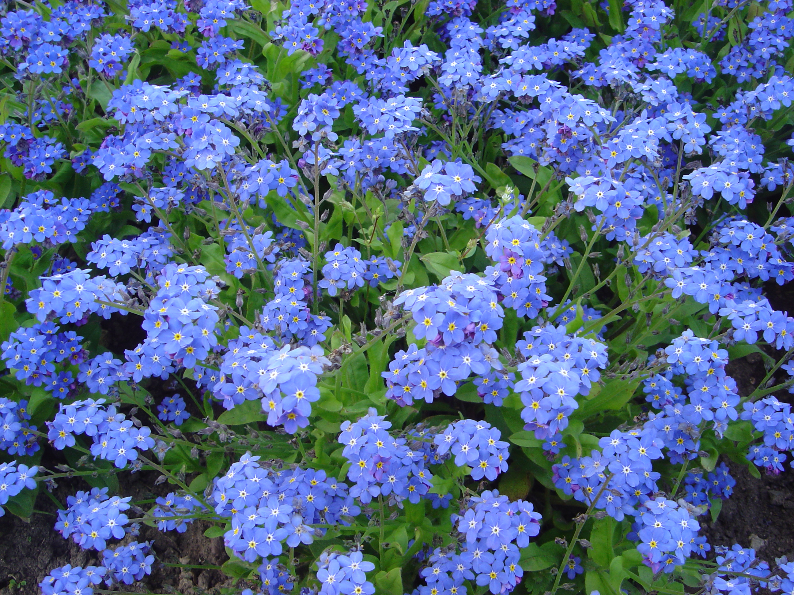 Myosotis victoria dsc00894