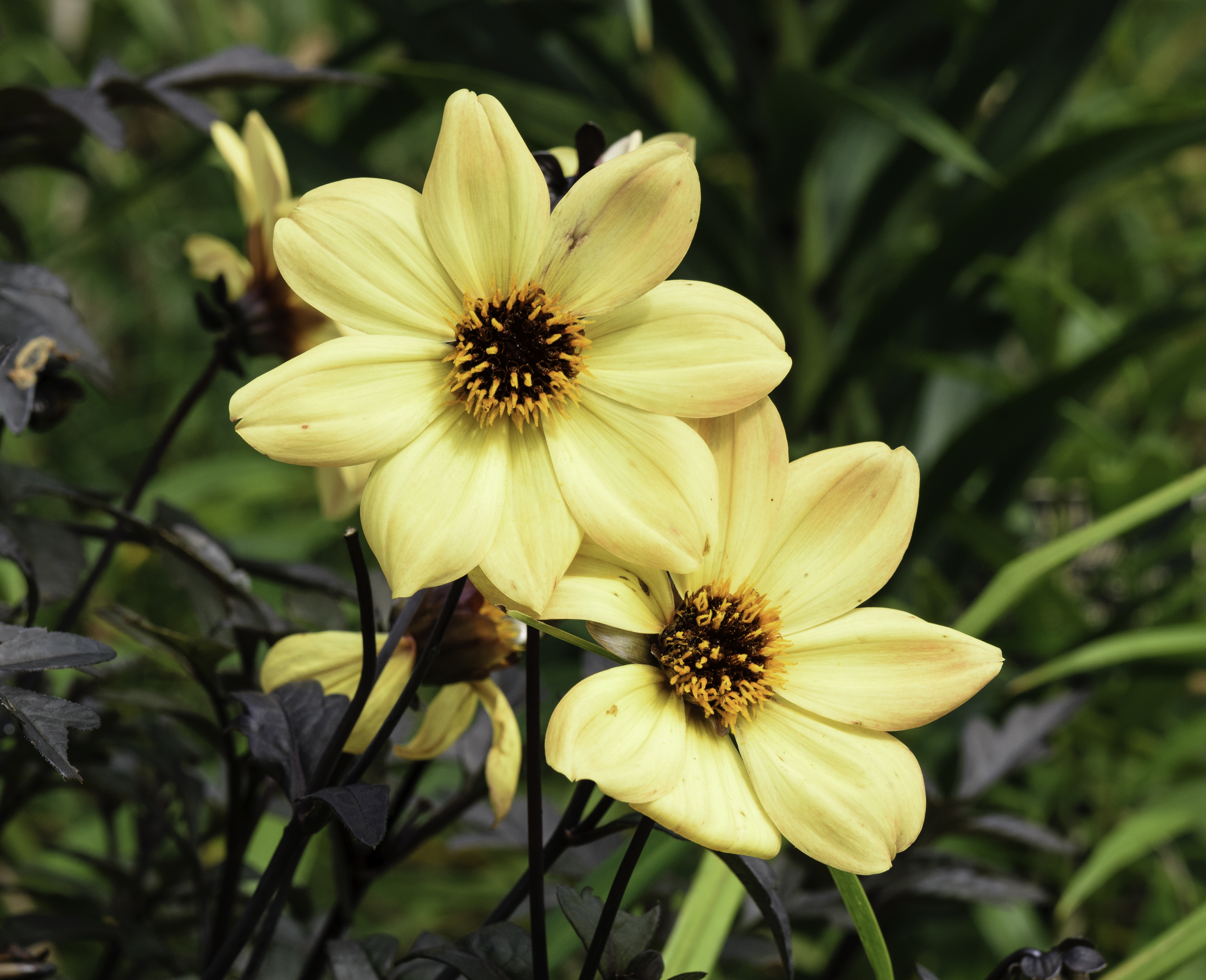 Mystic Illusion Dahlia NBG LR