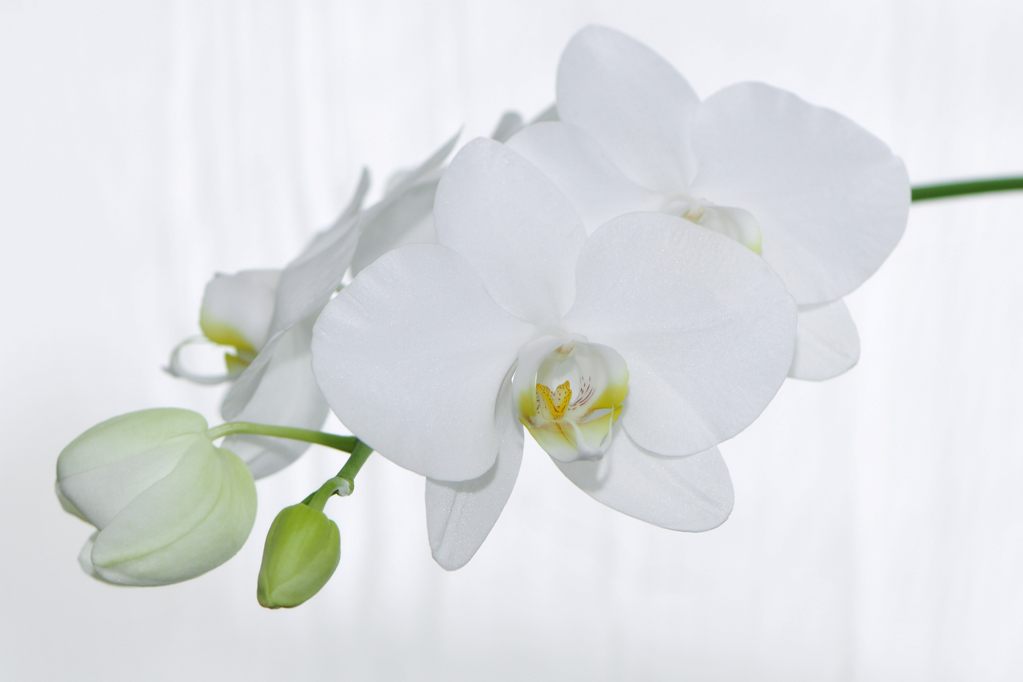 Nachtfalter Orchidee, Phalaenopsis 10