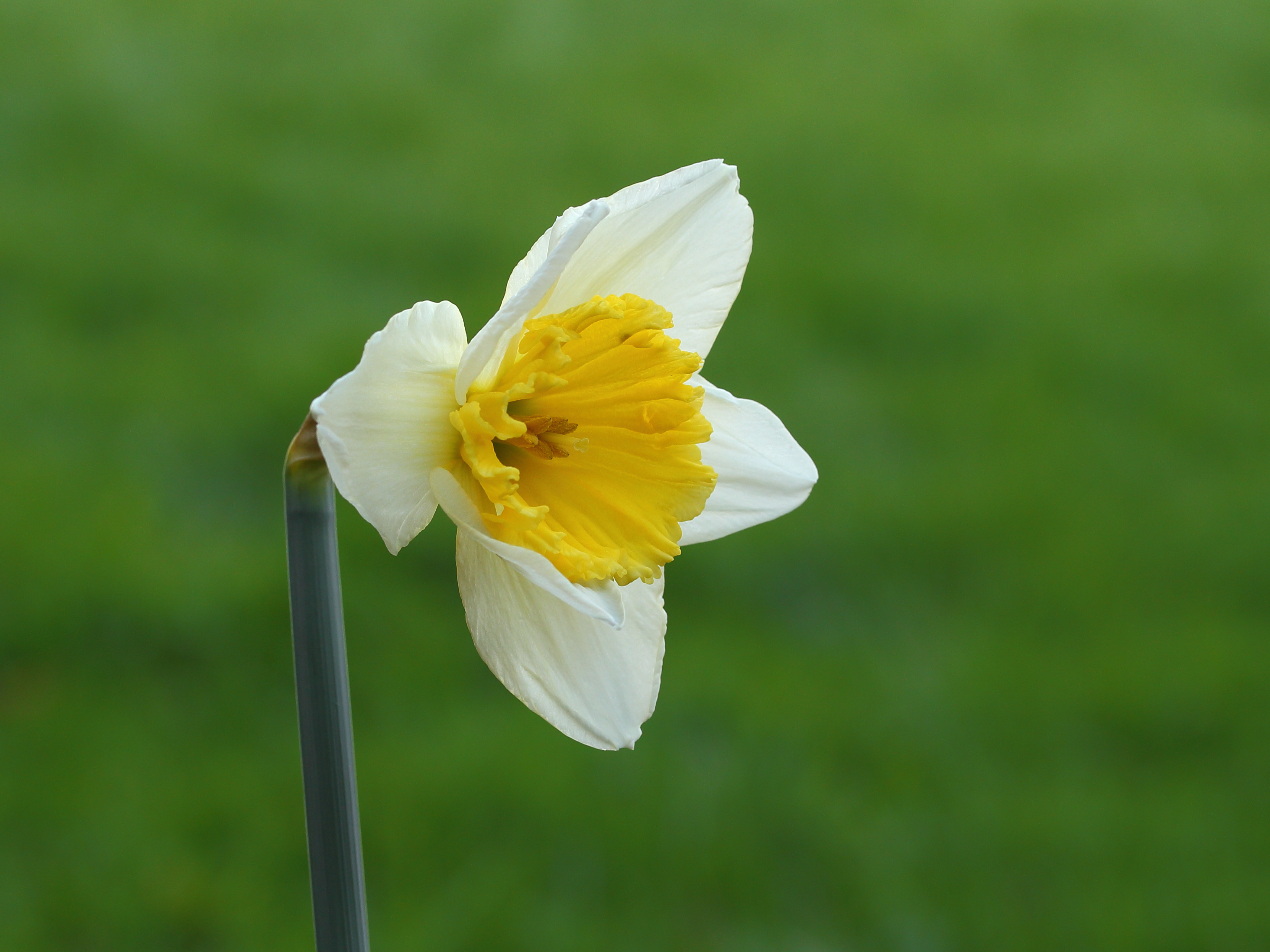 Narcis (Narcissus) 11