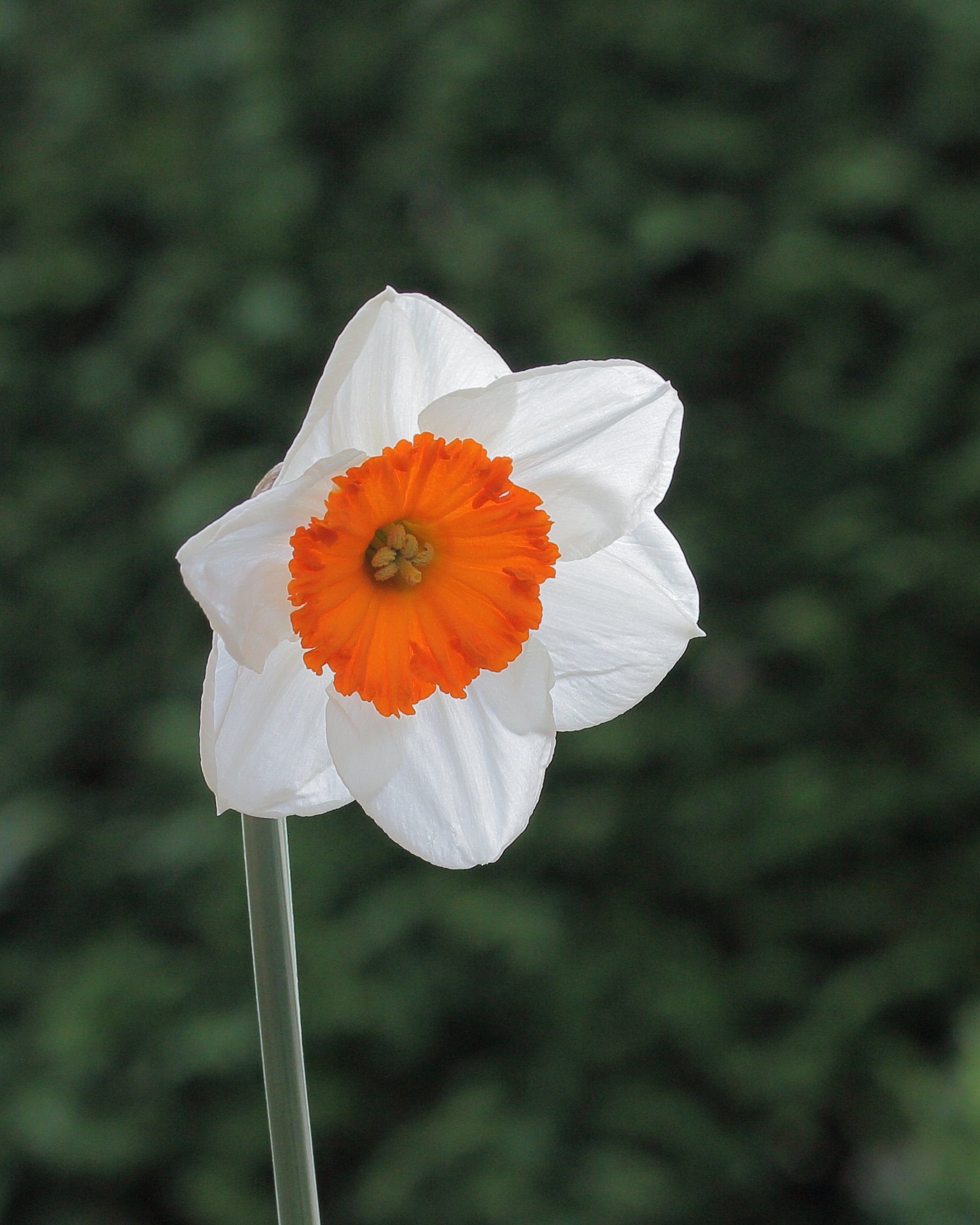 Narcis grootkronig (Narcissus) 04