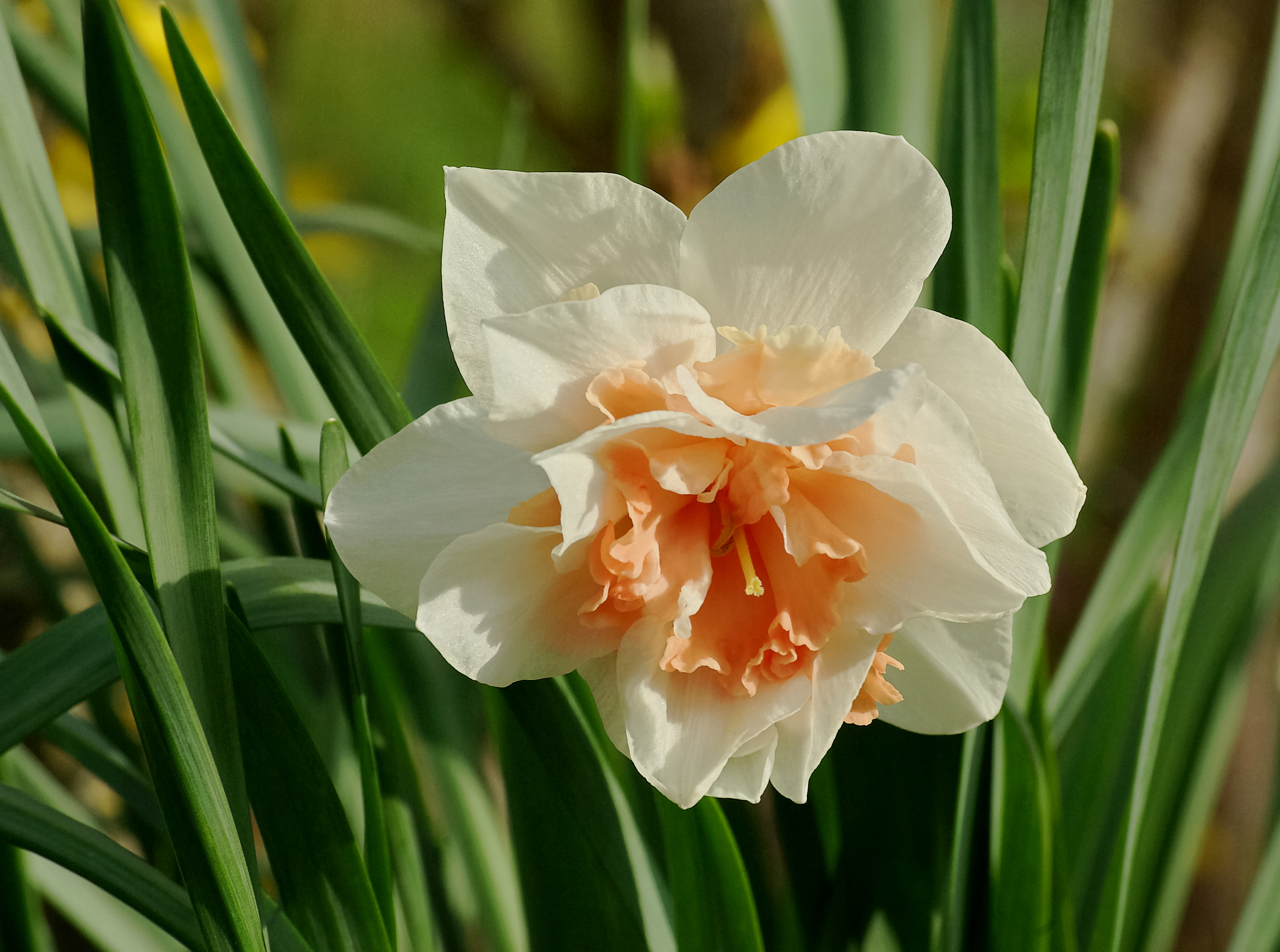 Narcisse double FR 2013